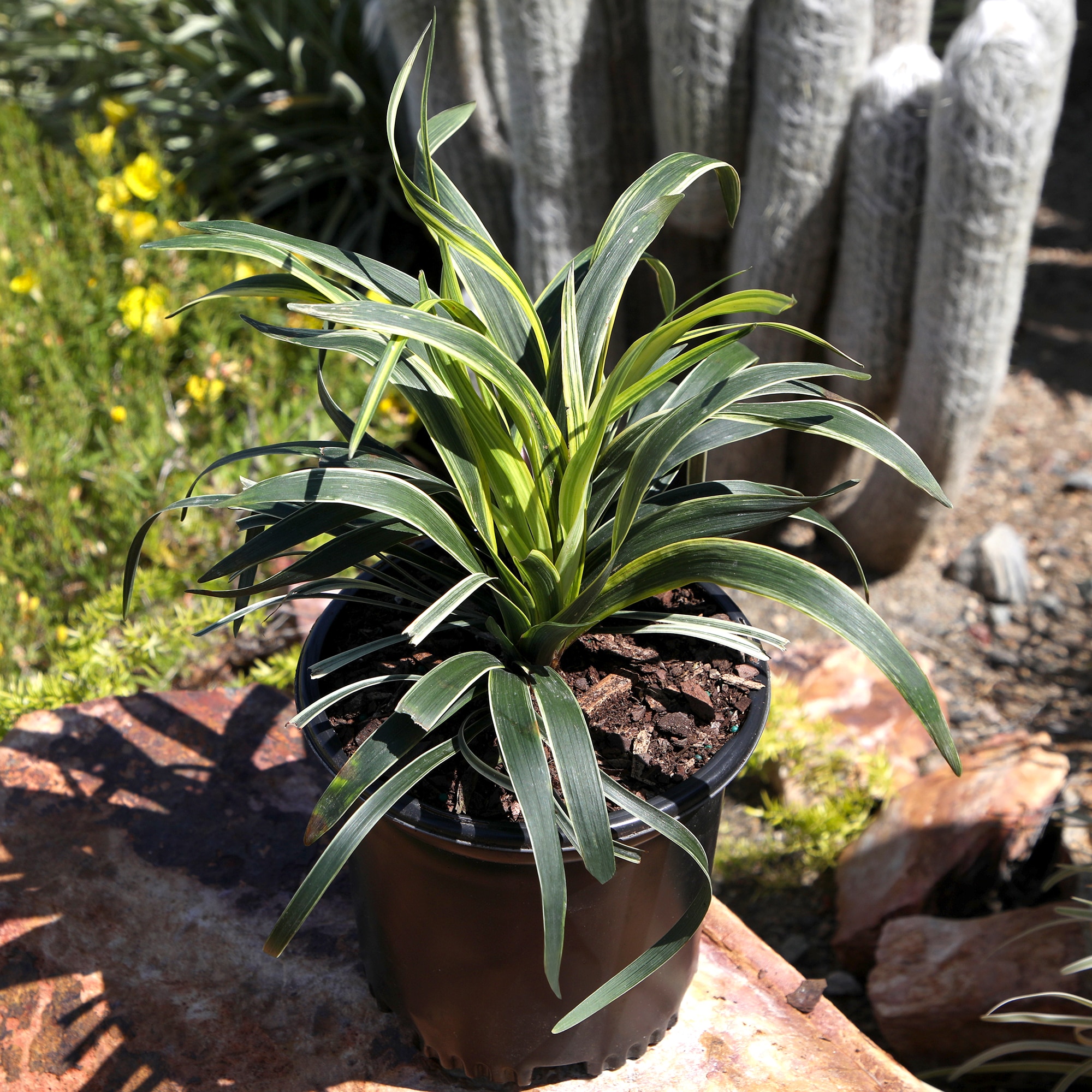 Altman Plants 0873147 shrubs - View #3