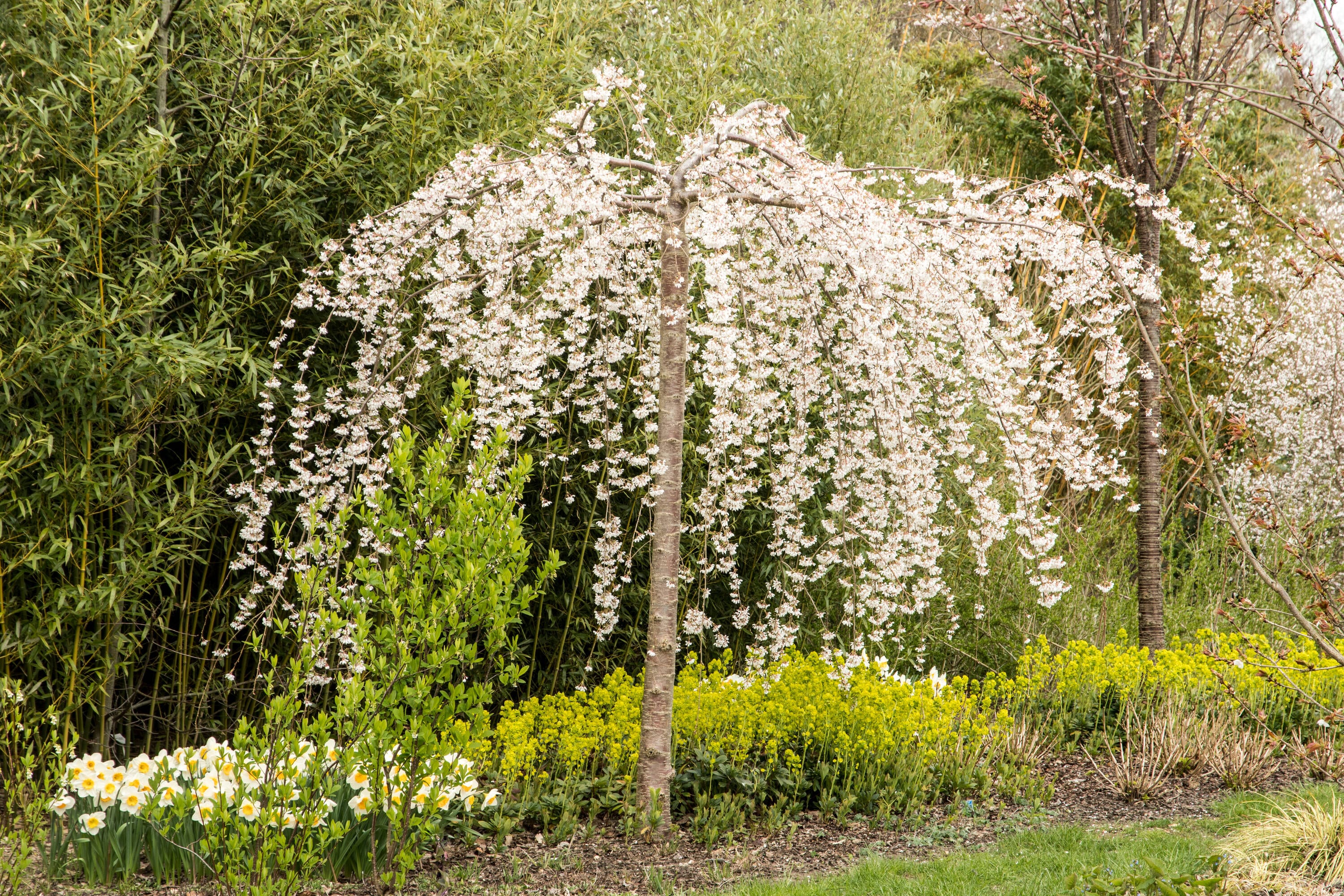 Southern Planters 7-Gallons White Flowering Weeping Snow Fountain ...