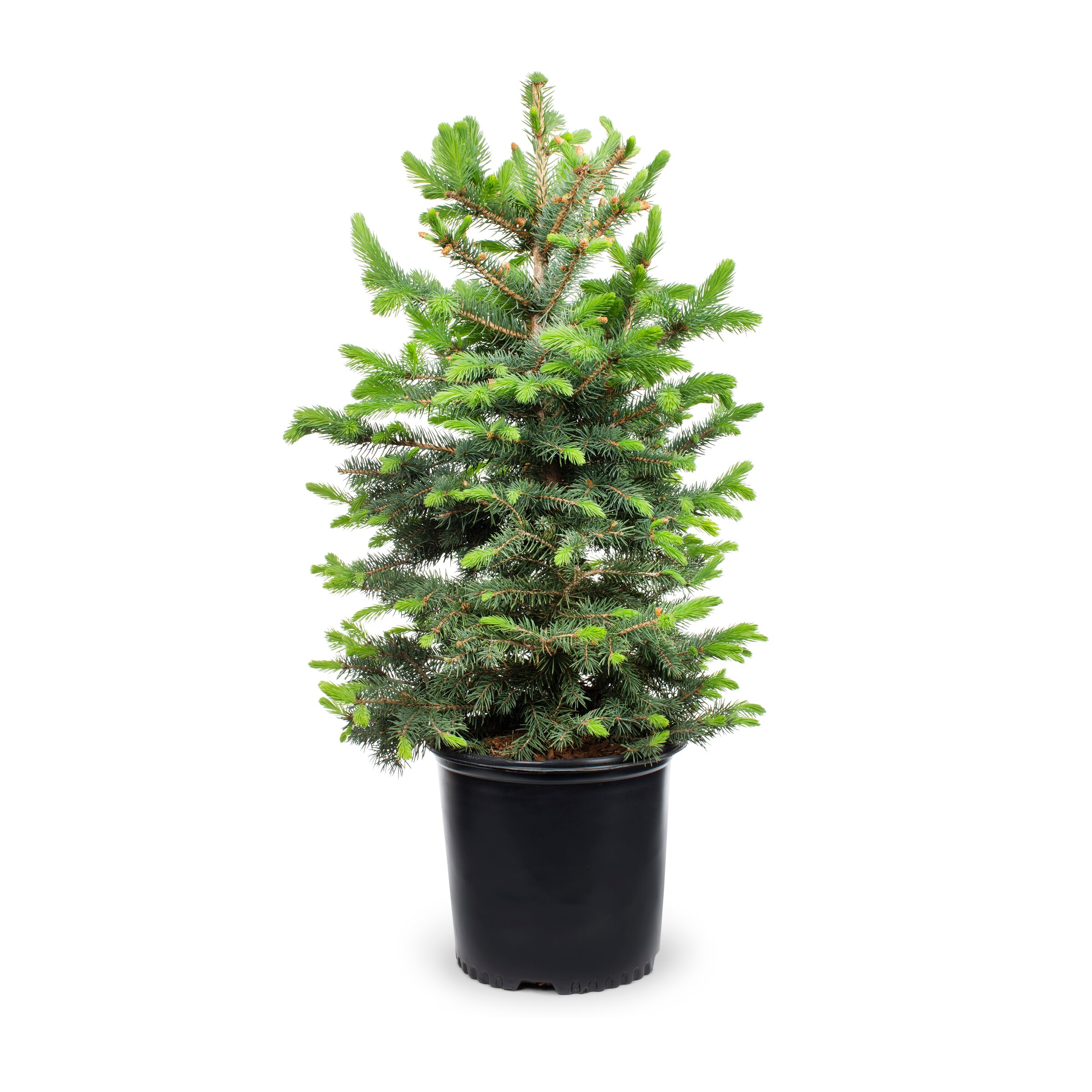  NURSERY trees - View #2