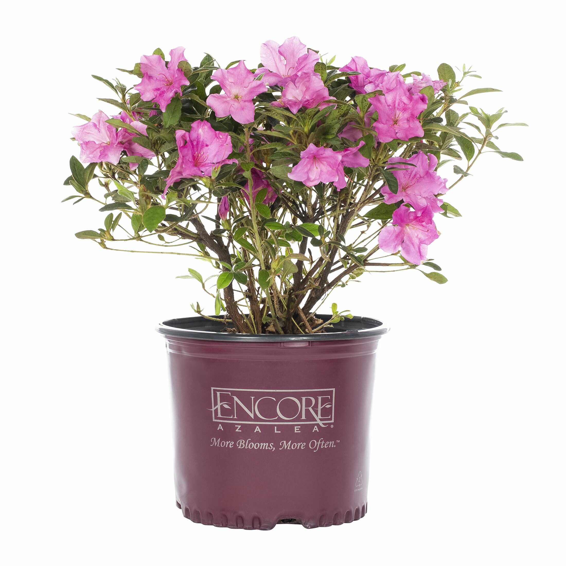 Metrolina Greenhouses 2 -Gallon Azalea Flowering Shrub with Pink Blooms 1.0 -Pack