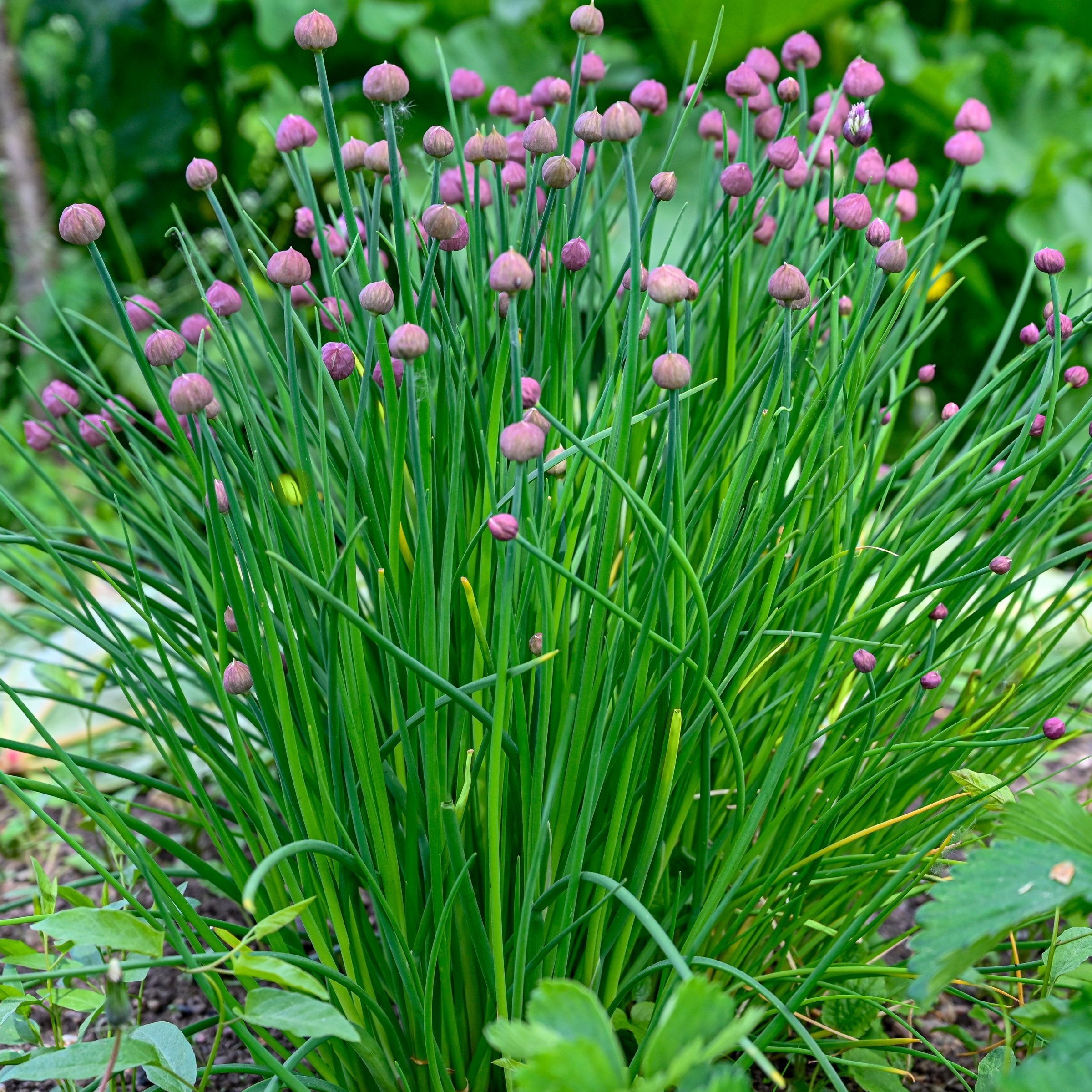 National Plant Network LW2591 Herb-Plants - View #9