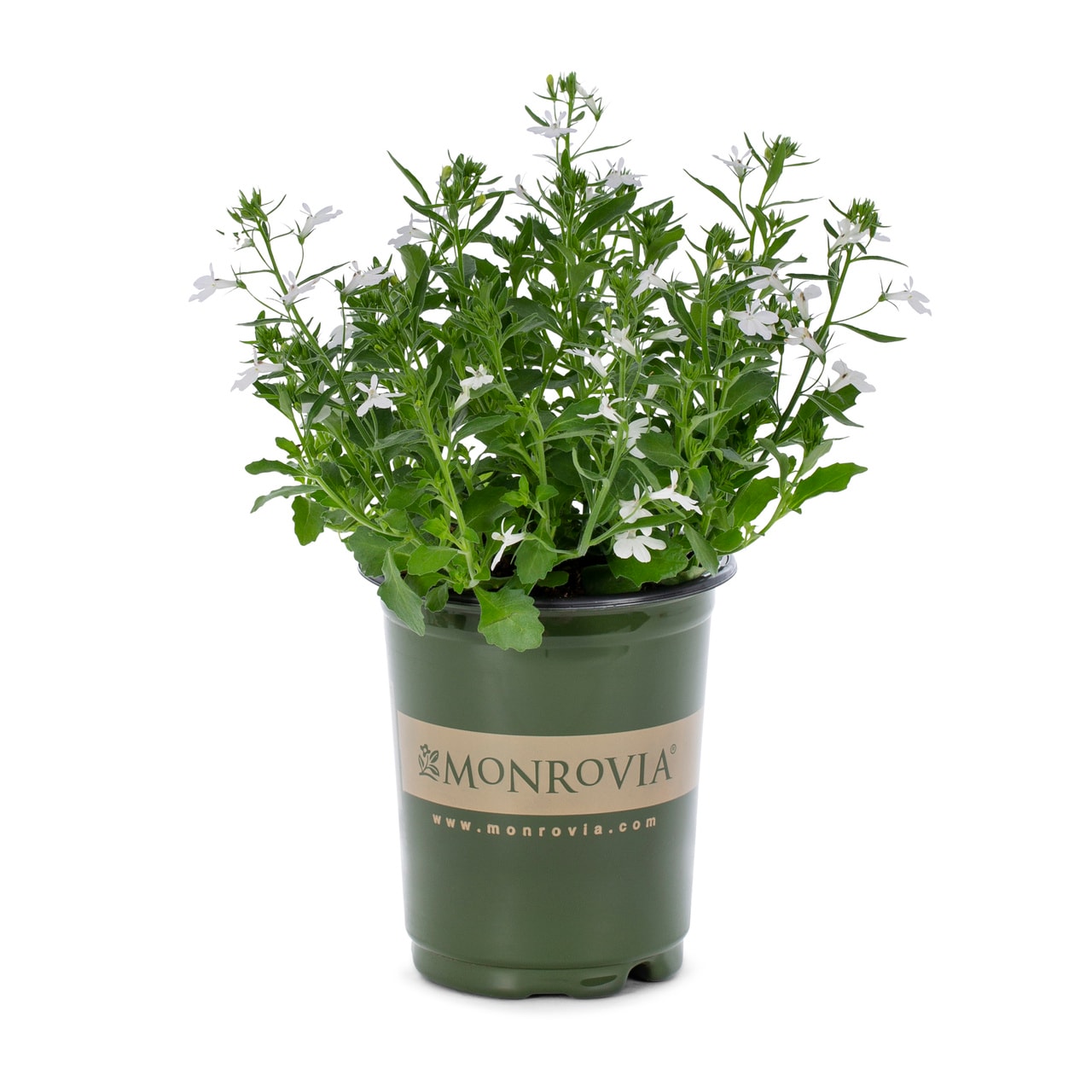 Monrovia 4823 annuals - View #5