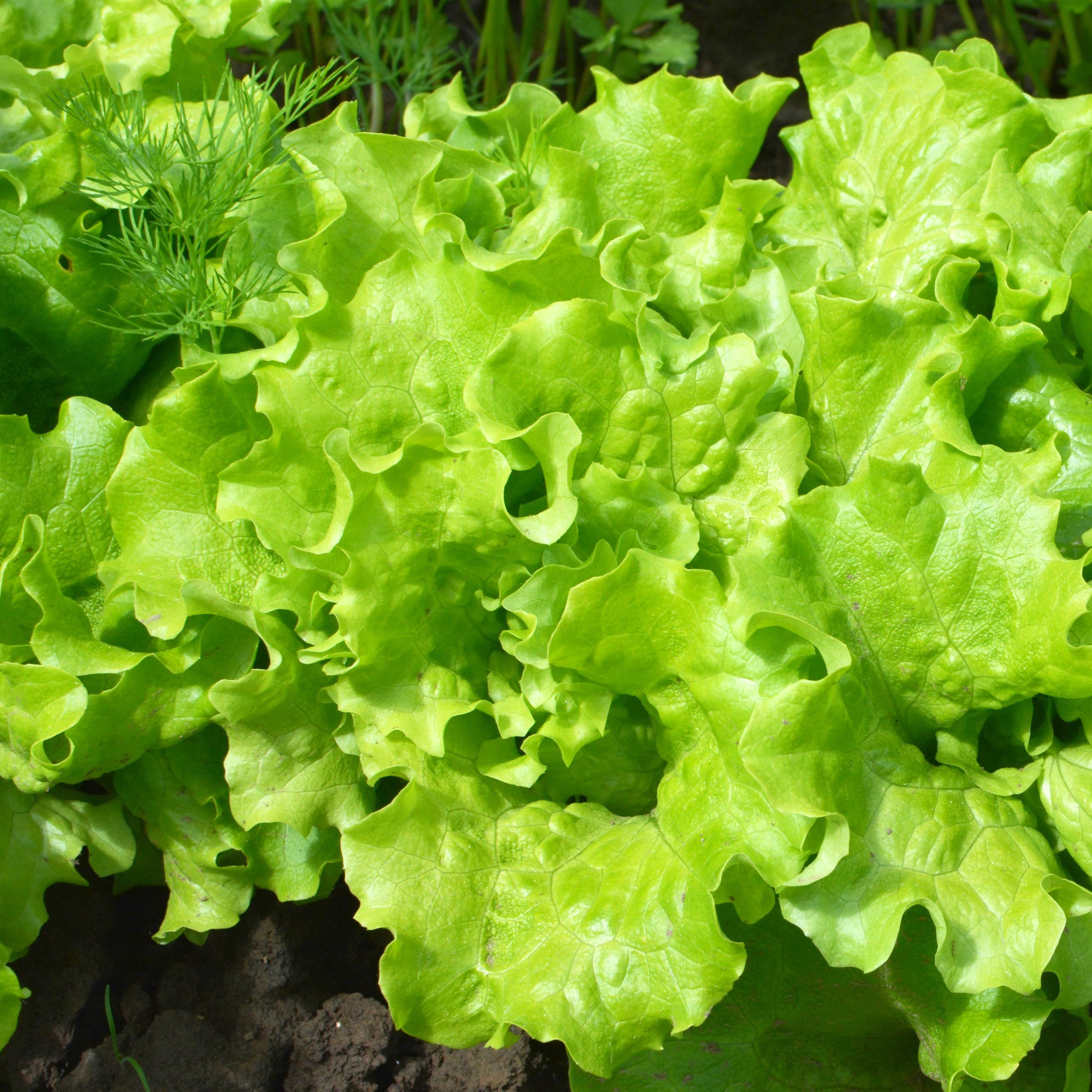 National Plant Network LW2255 Vegetable-Plants - View #5
