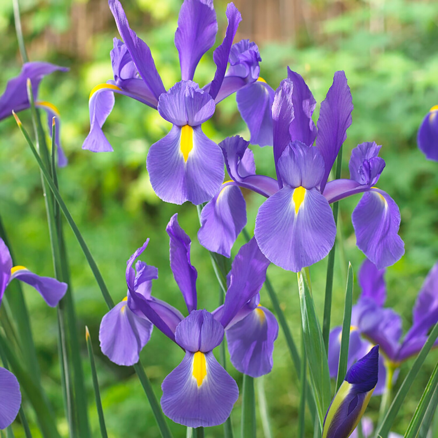 Van Zyverden 84532 Plant-Bulbs - View #3