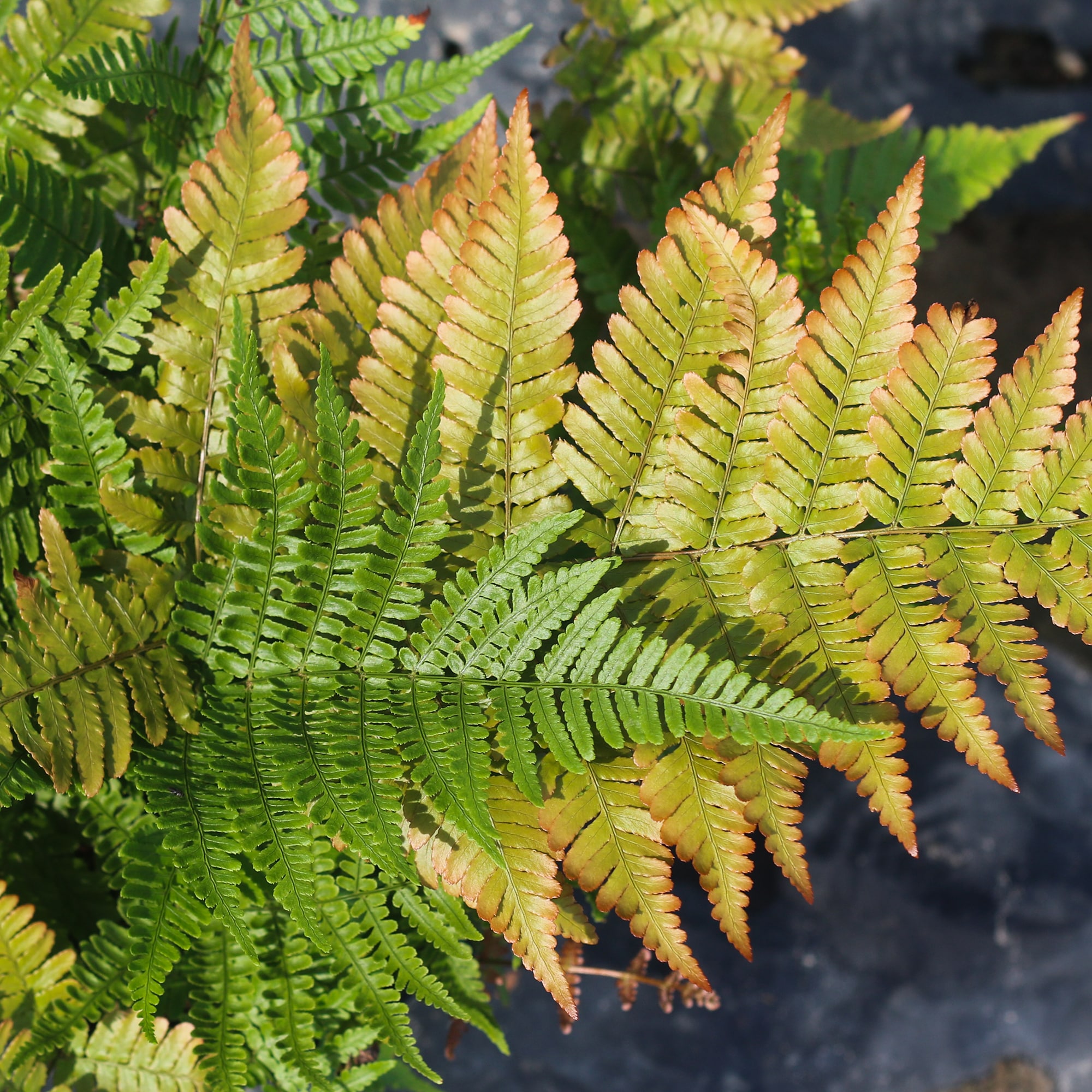 Perfect Plants Autumn Brilliance Fern Plant in 1-Gallon Pot in the ...