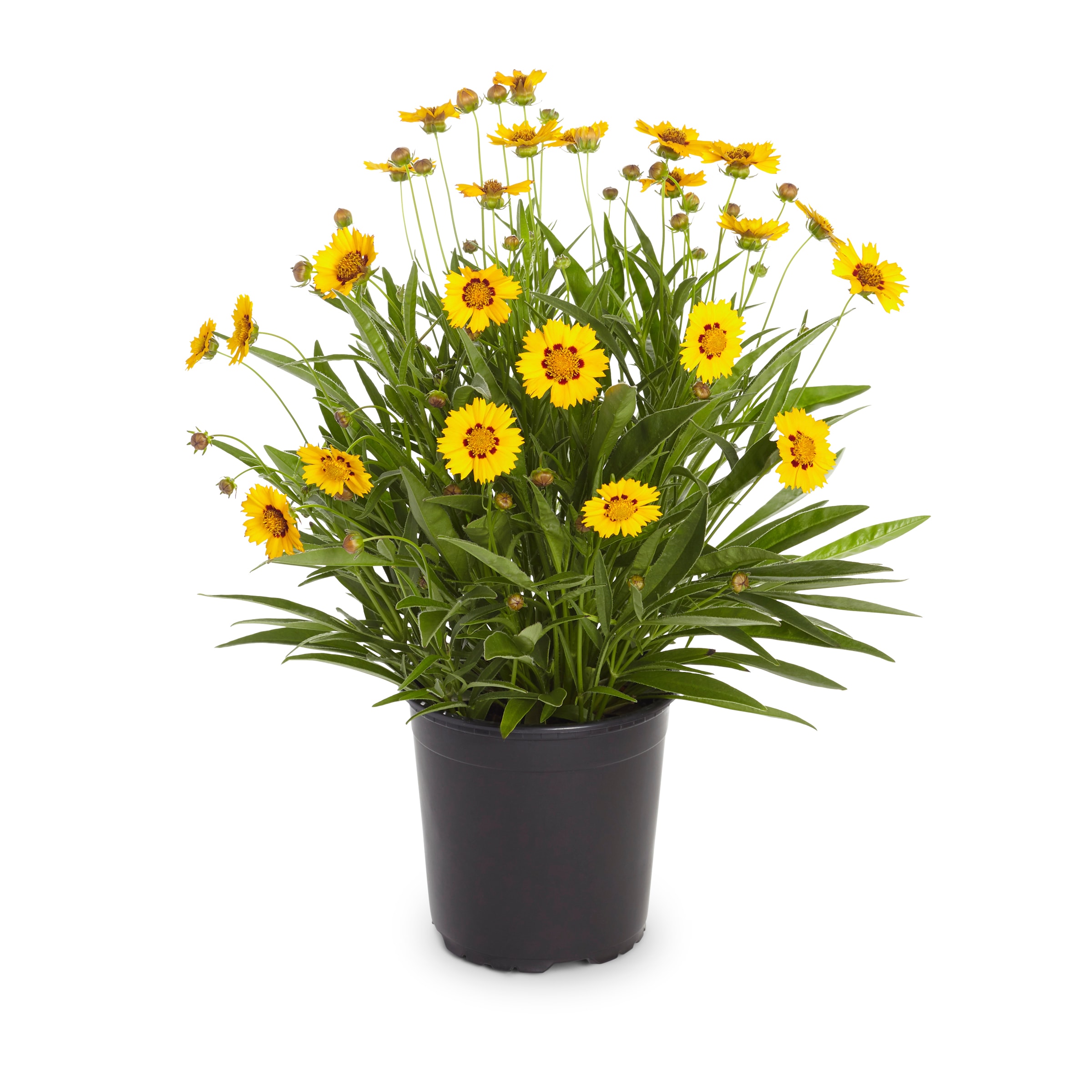 Quart(s) Coreopsis Plants, Bulbs & Seeds at Lowes.com