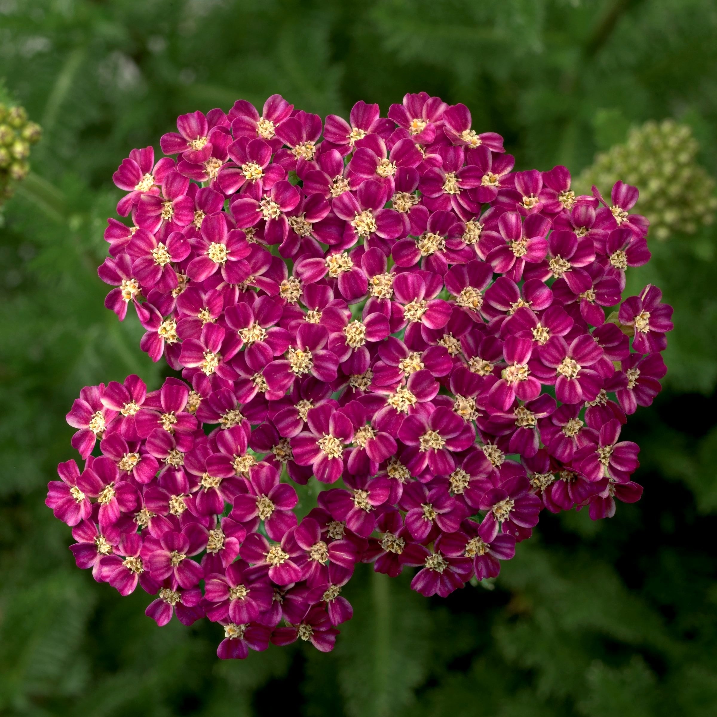 National Plant Network LW1951 perennials - View #9