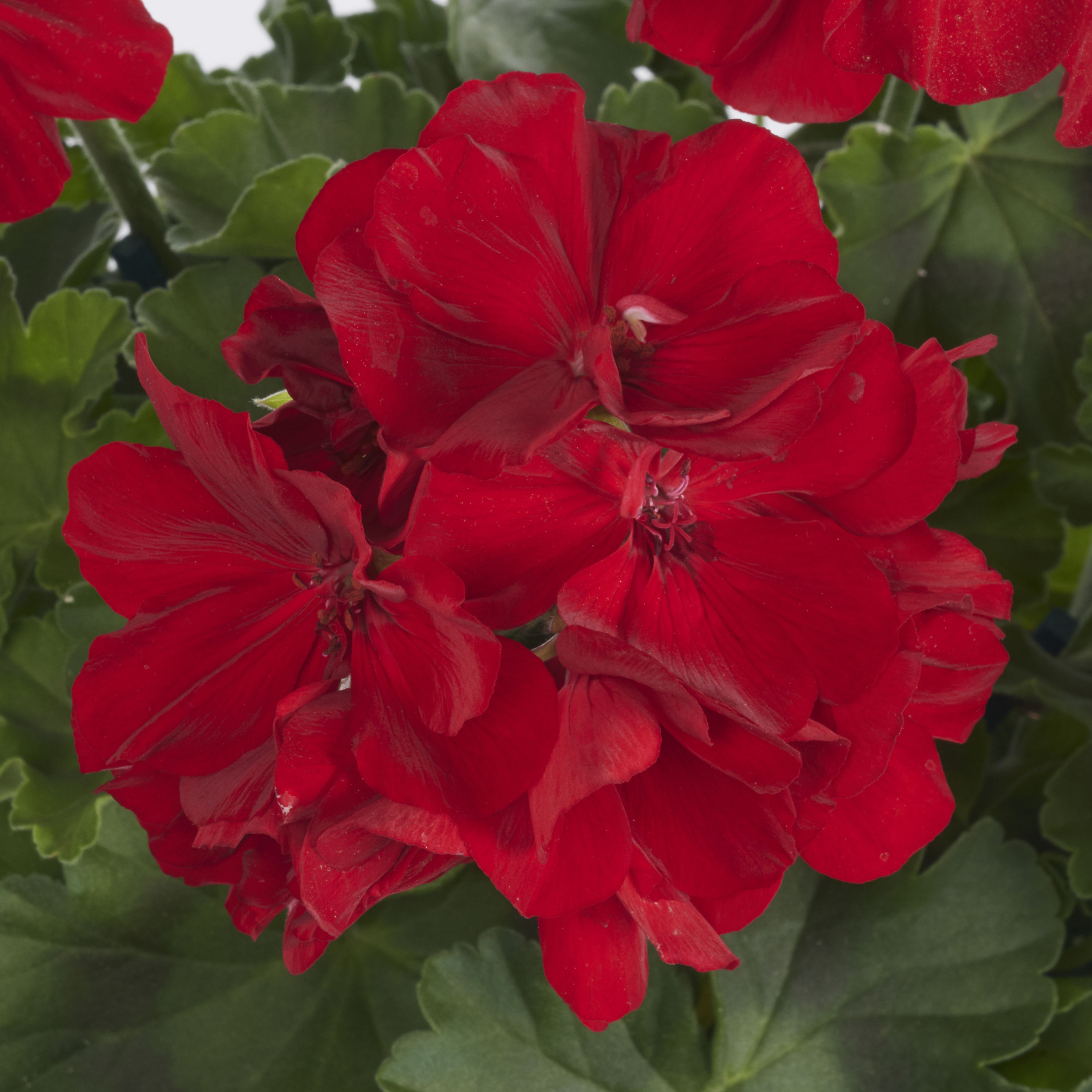 Monrovia 203559 annuals - View #6