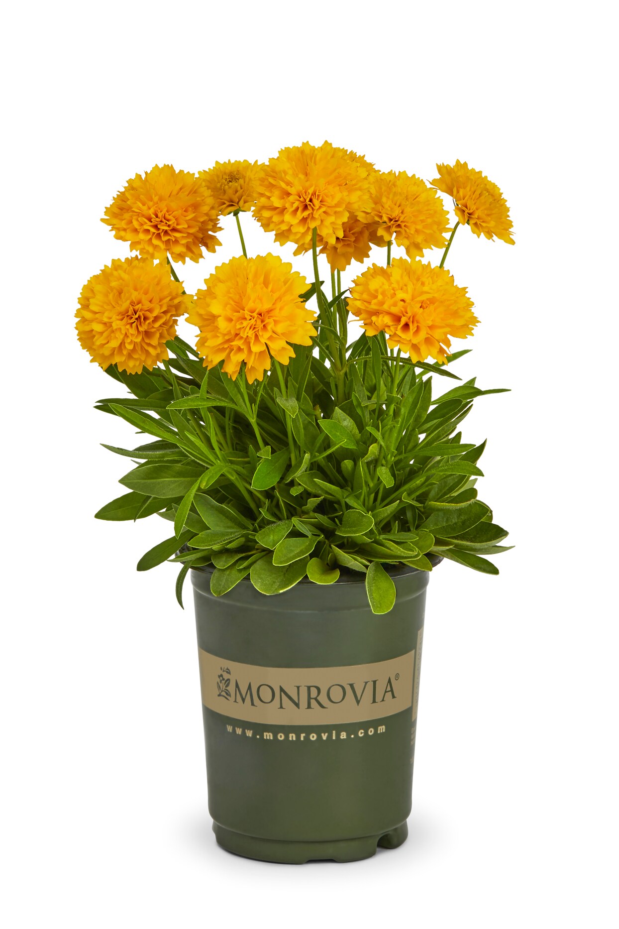 Monrovia 78499 perennials - View #4