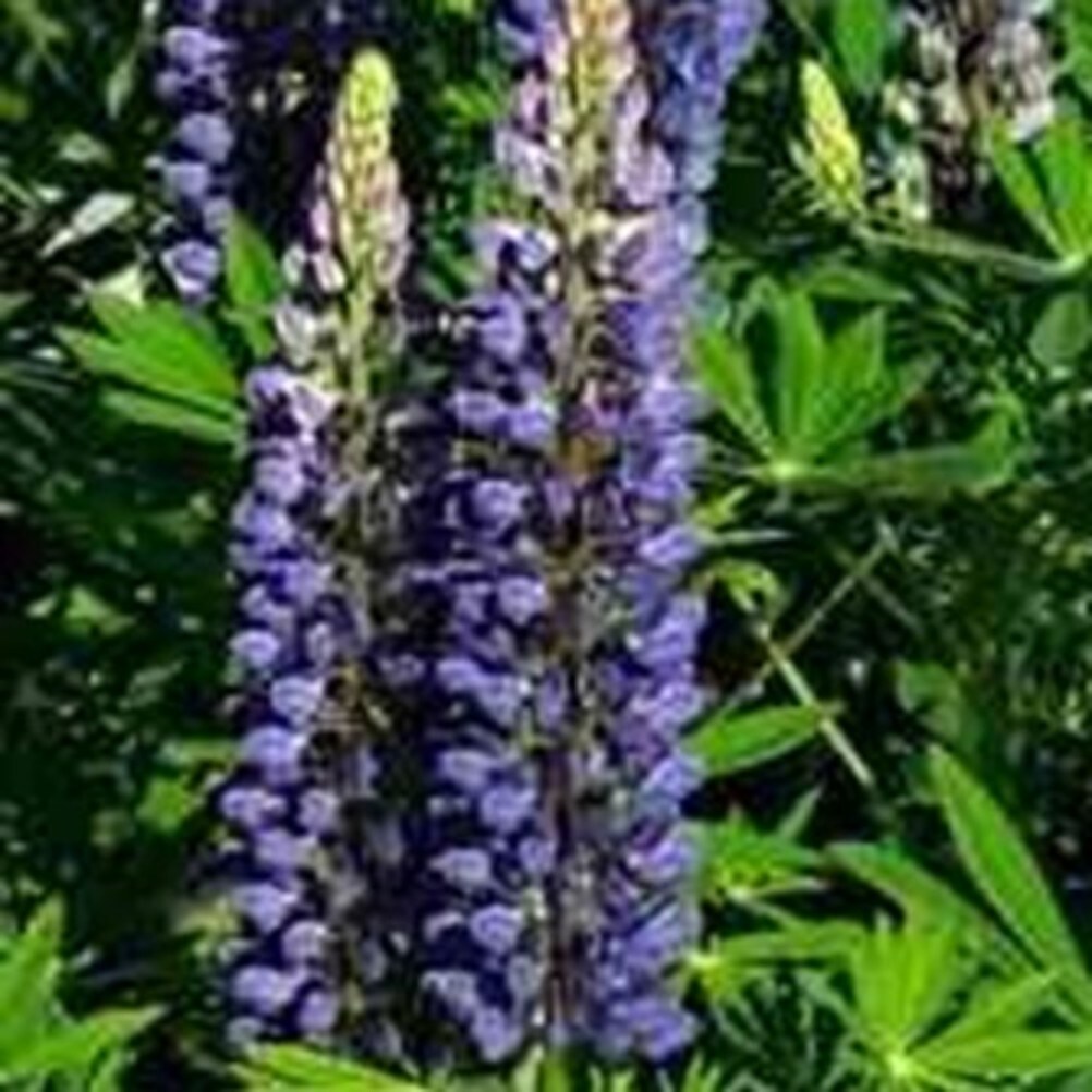 Lowe's NURSERY annuals - View #2
