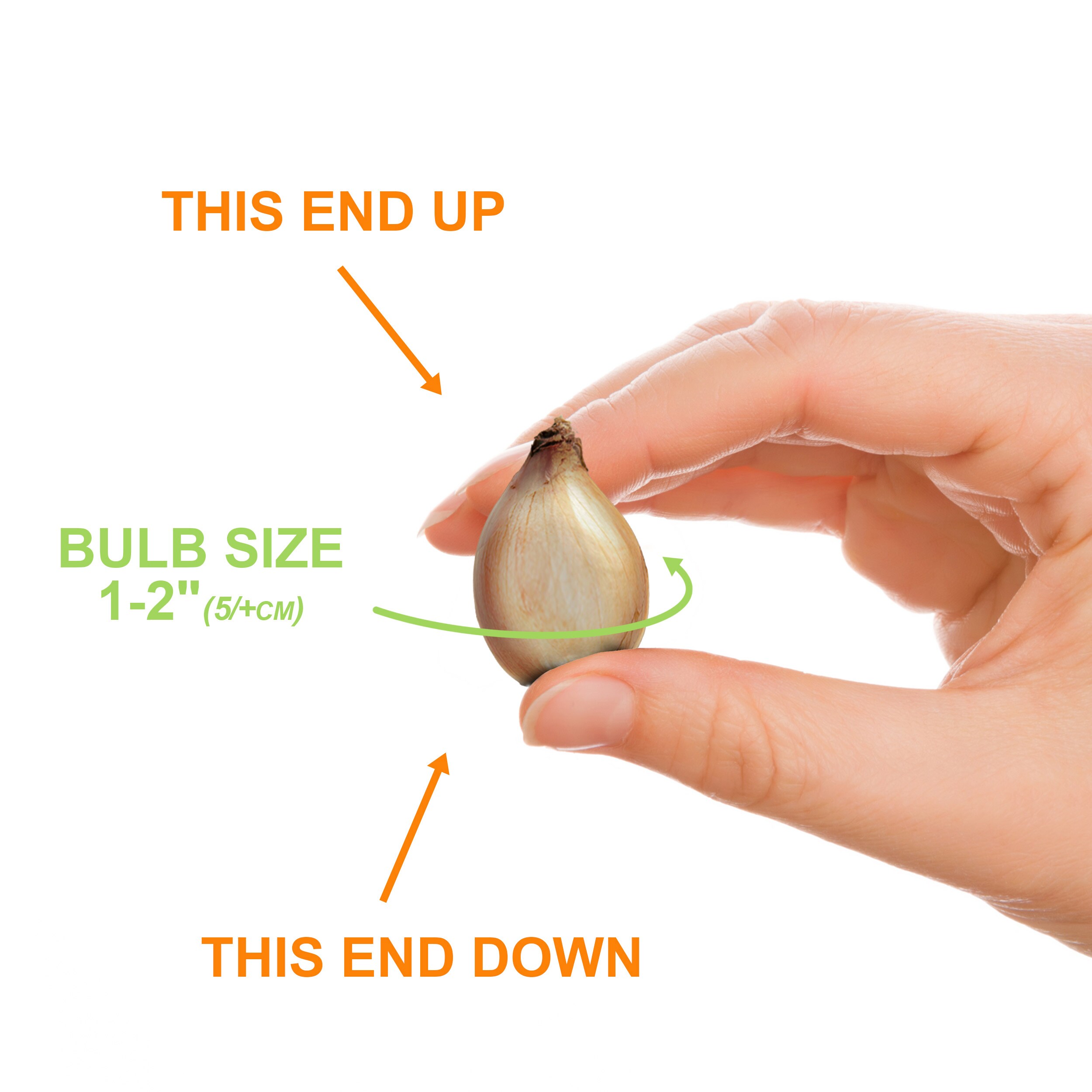 Garden State Bulb ECF-123-50-01 Plant-Bulbs - View #4