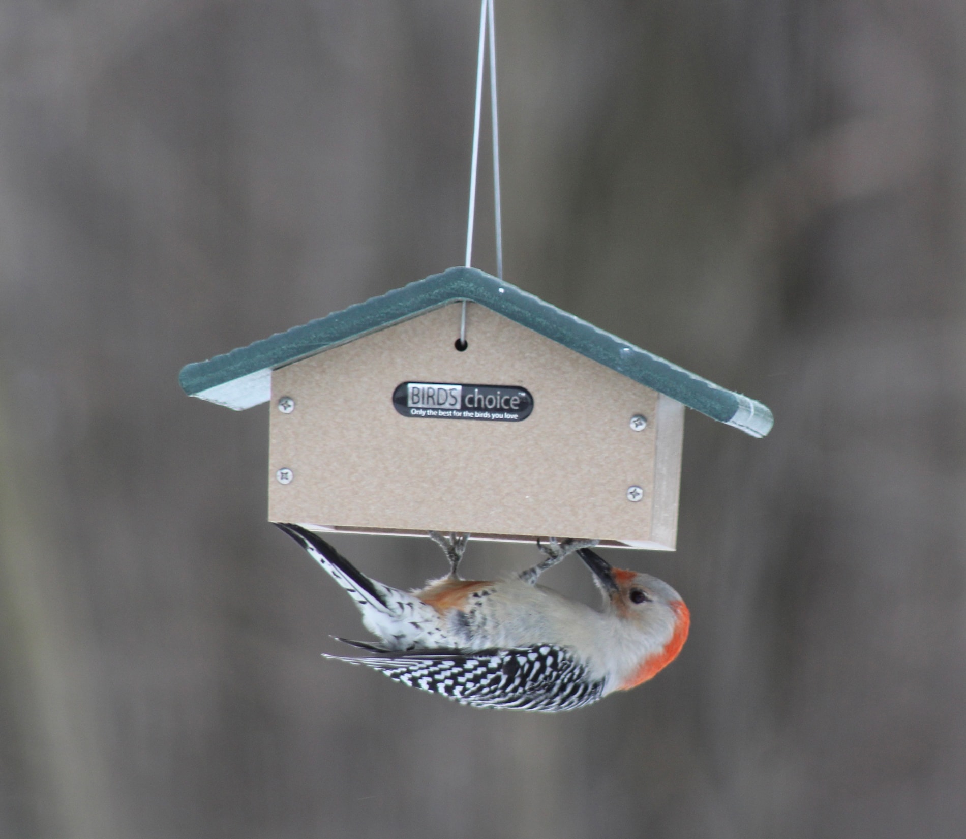 BIRDS CHOICE SNUD Bird-Feeders - View #5