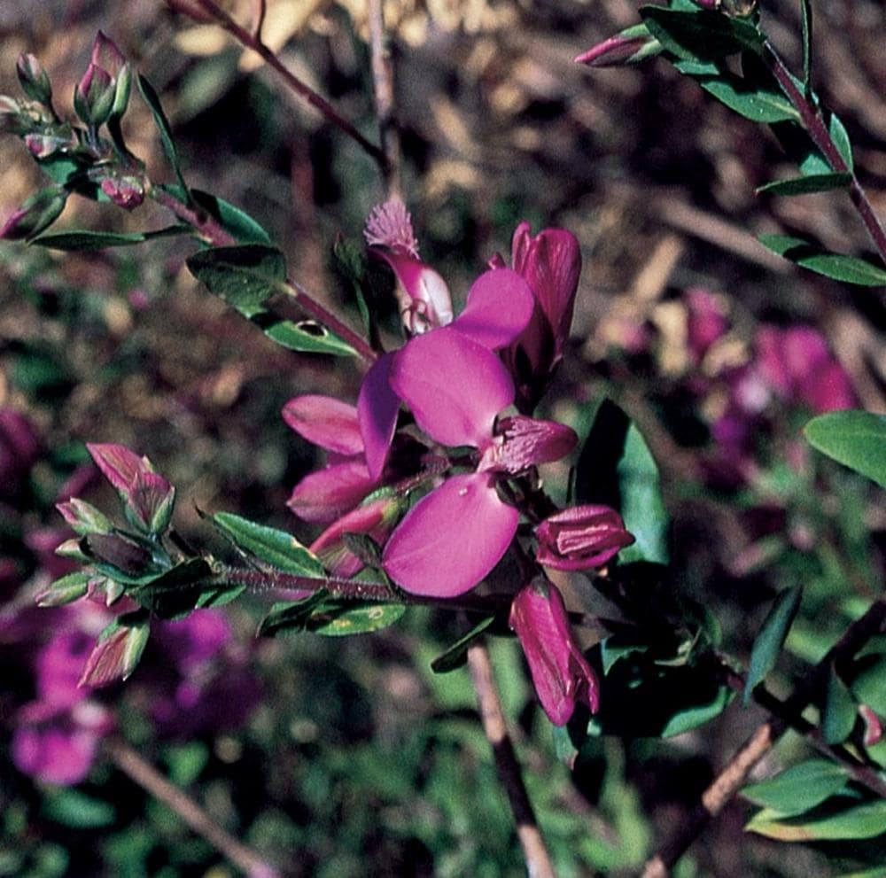 Lowe's NURSERY Purple Sweet Pea Bush Flowering Shrub in 2.5-Gallon Planter