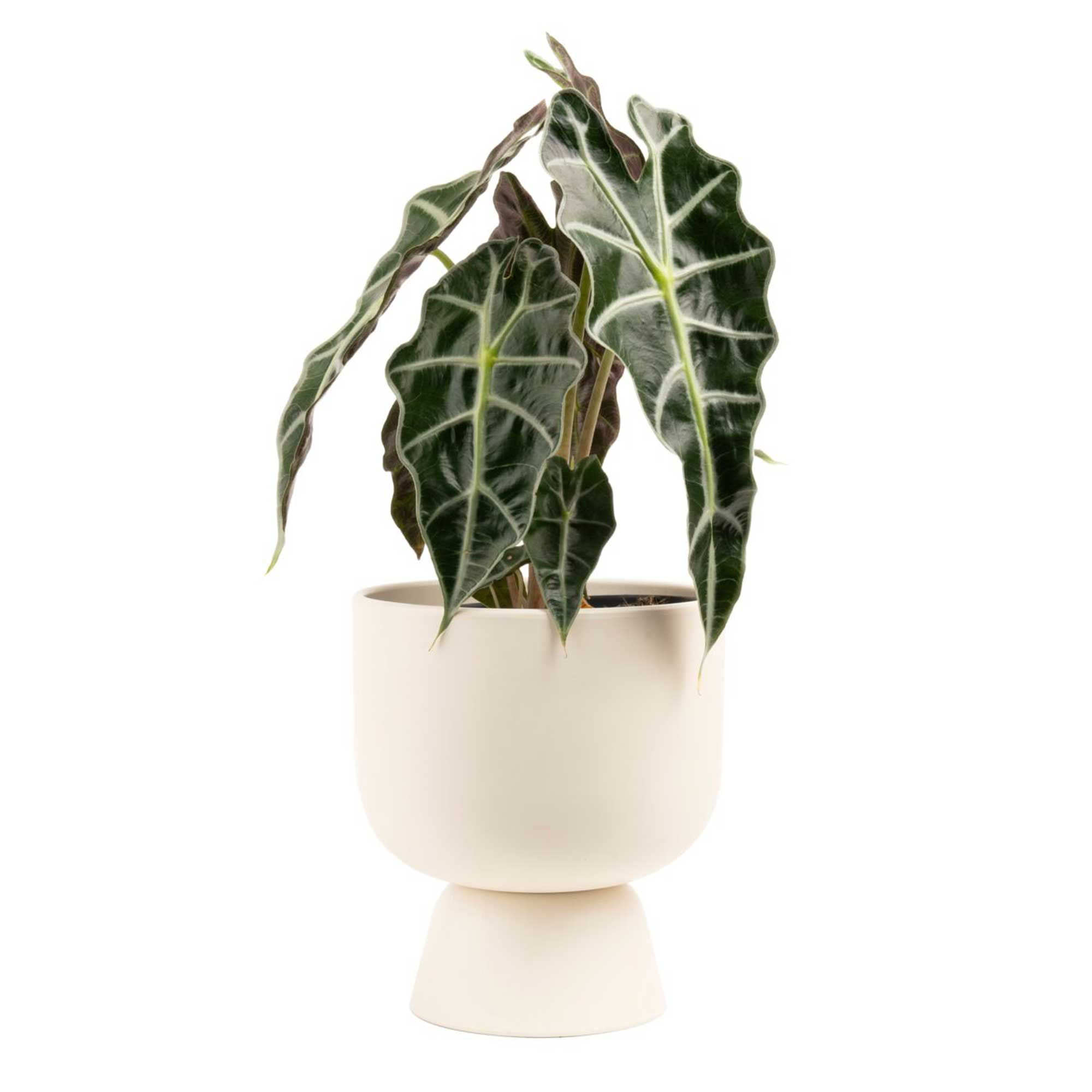 Costa Farms M-ALC-P-GMC-01-LW Alocasia Elephant Ear House plant in 6 Inch(es) Pot 1 -Pack