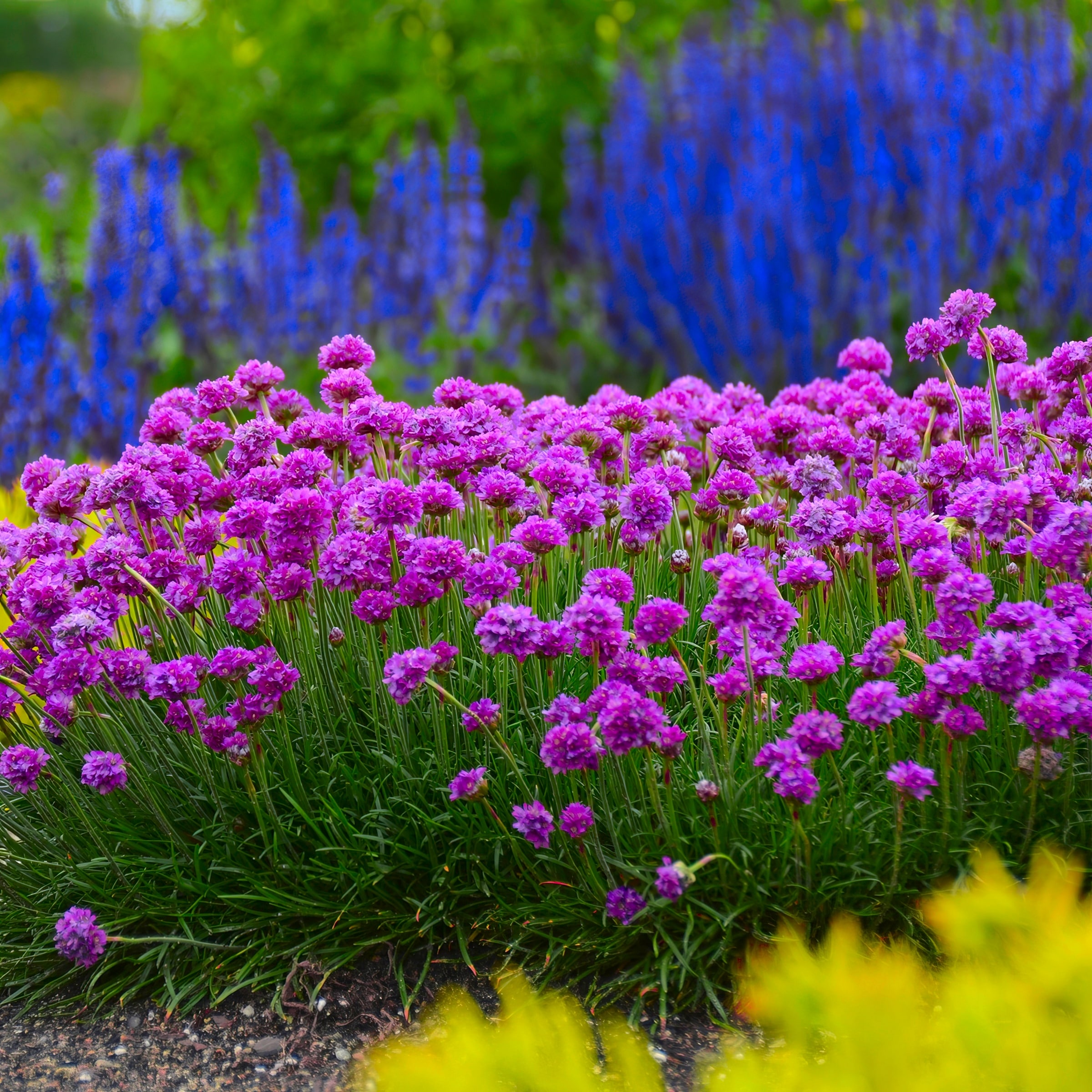 National Plant Network LW1704 perennials - View #3