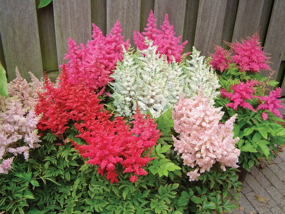 Spring Hill Nurseries 85517 perennials - View #4