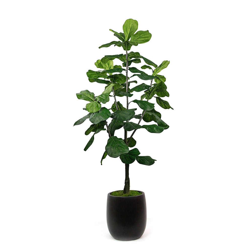 Twigs & Twines S29083 6' BL Fiddle Tree BLK Mod