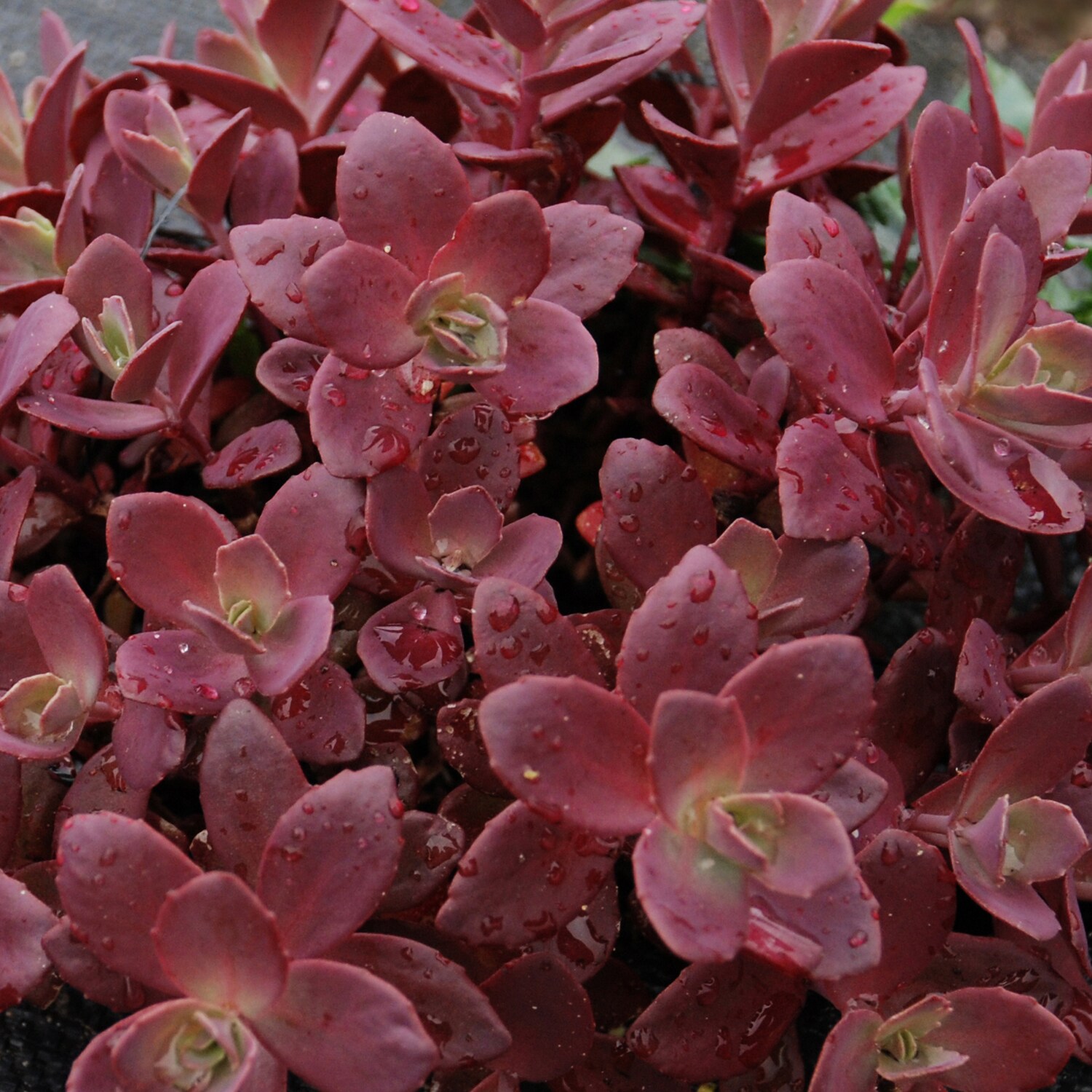 Monrovia 5077 perennials - View #2
