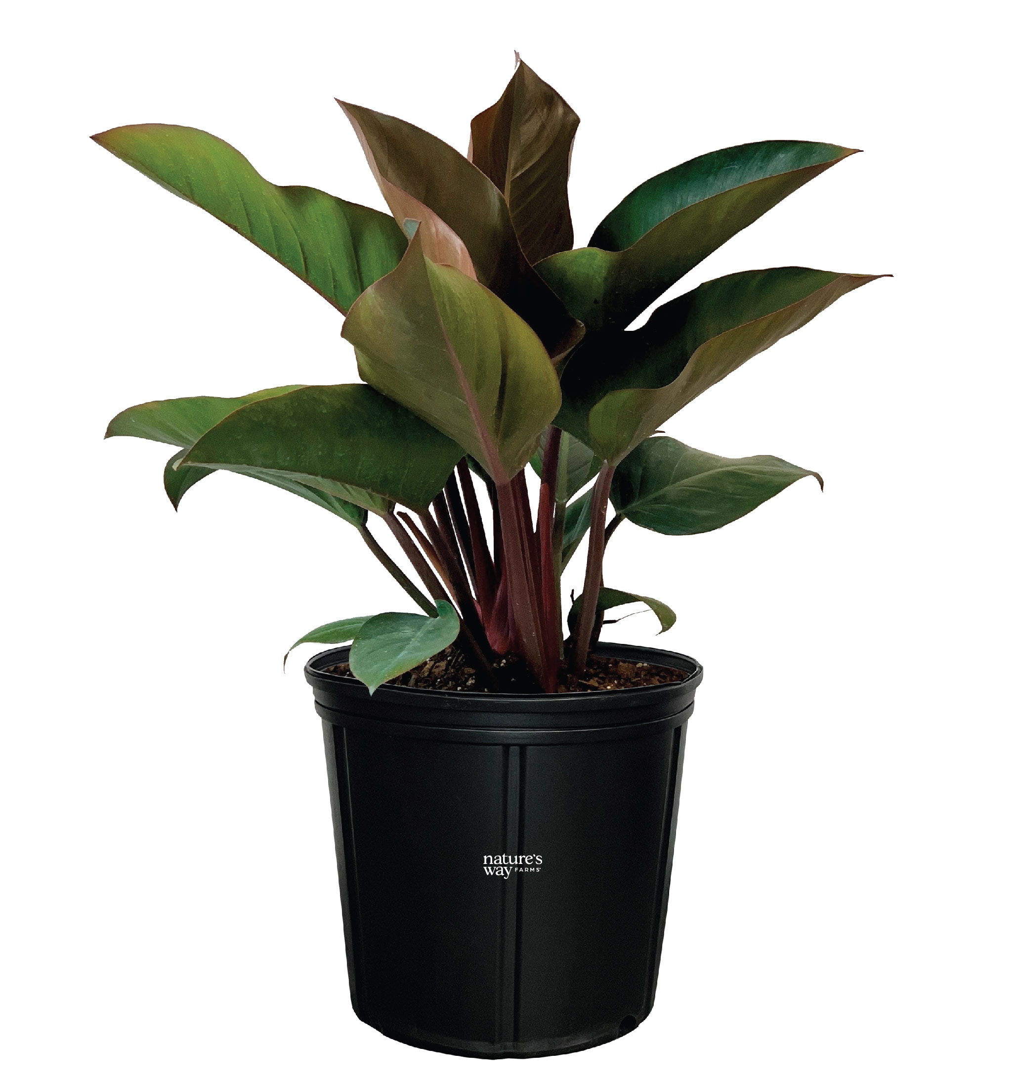  5649 No flowers Plant House plant in 10 Inch(es) Pot 1 -Pack