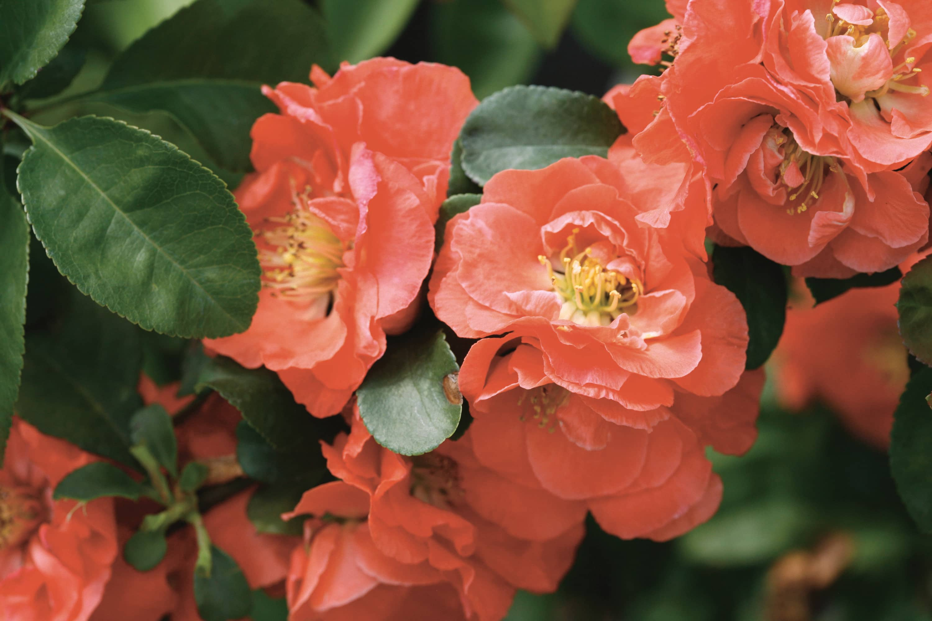 Double Take Eternal White - Flowering Quince - Proven Winners - 4 Pot