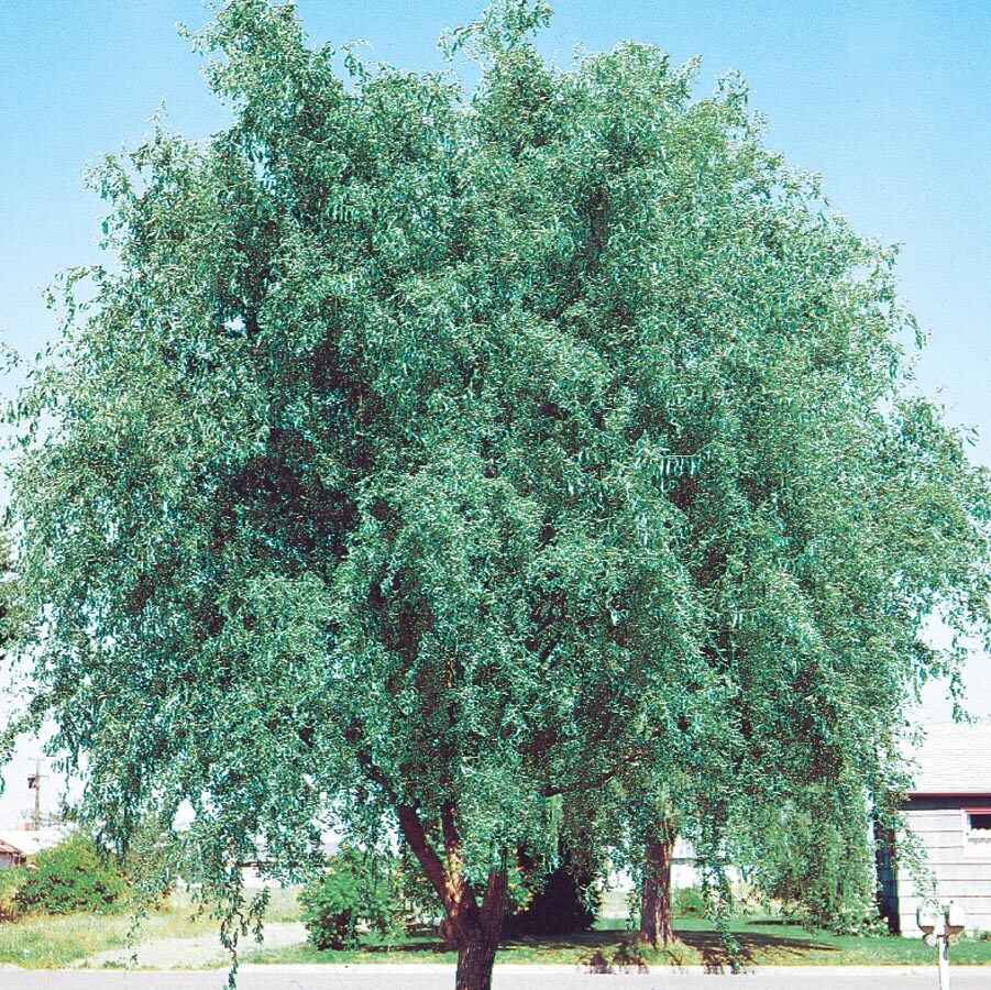 NURSERY 8.75-Gallon Green Feature Tree Corkscrew Willow In Pot (With Soil)