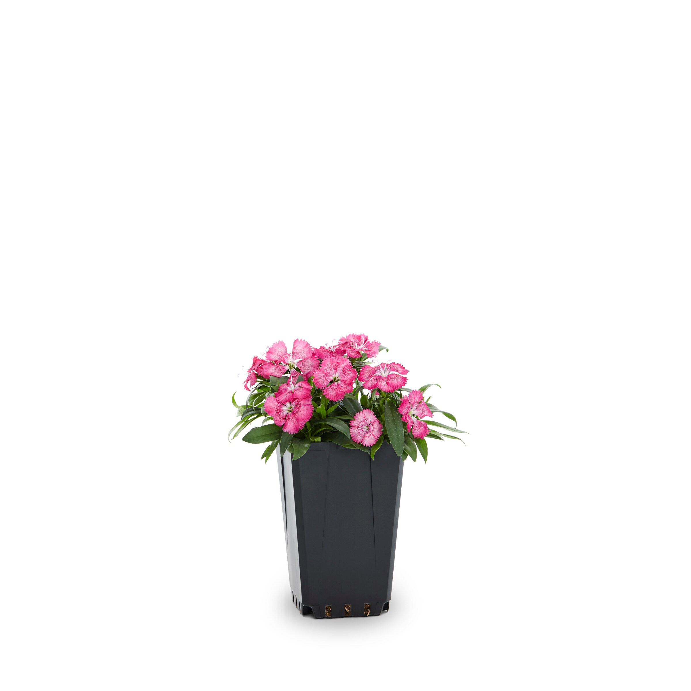 Lowe's Multicolor Moss Rose in 1-Pint Pot in the Annuals department at