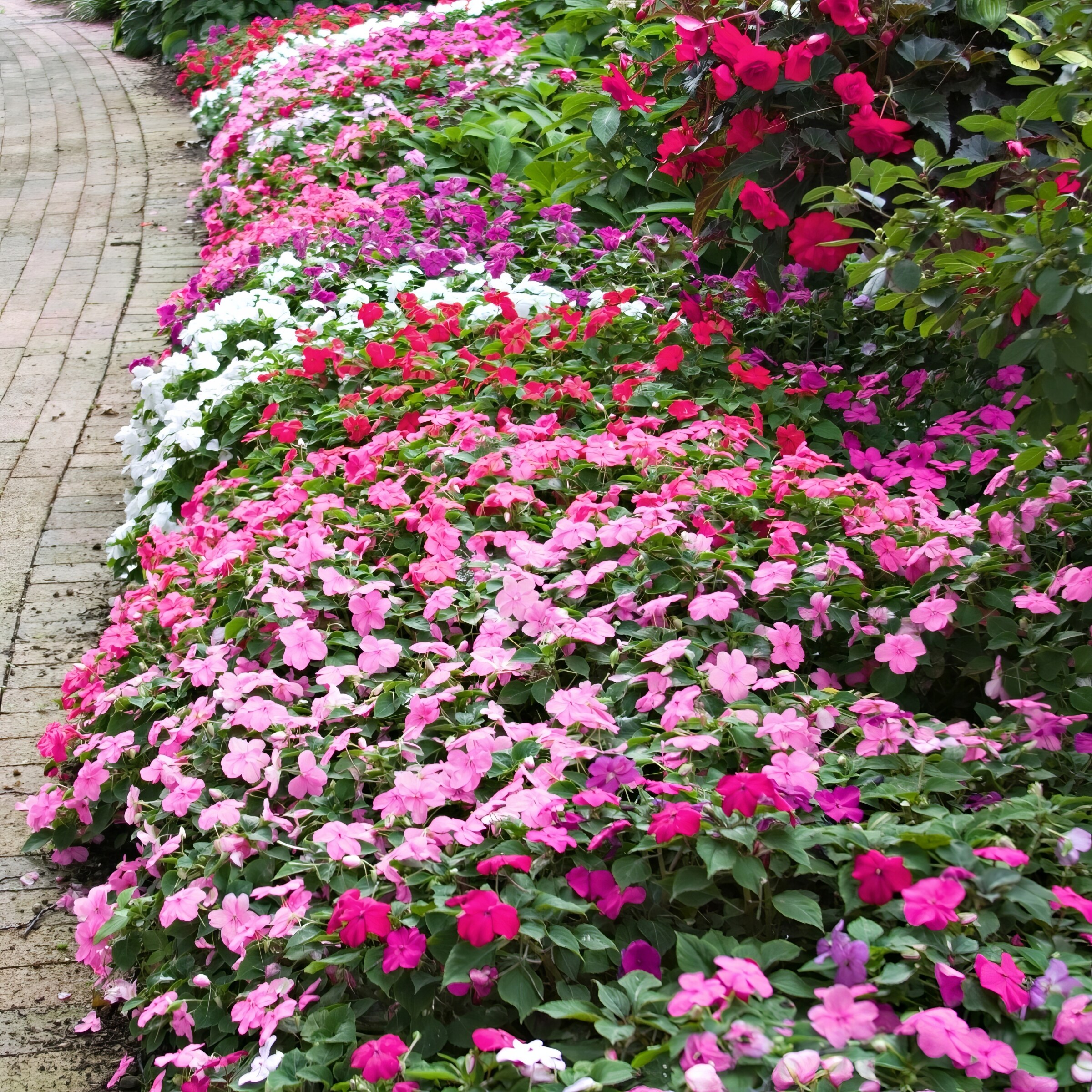 National Plant Network LW1556 annuals - View #8