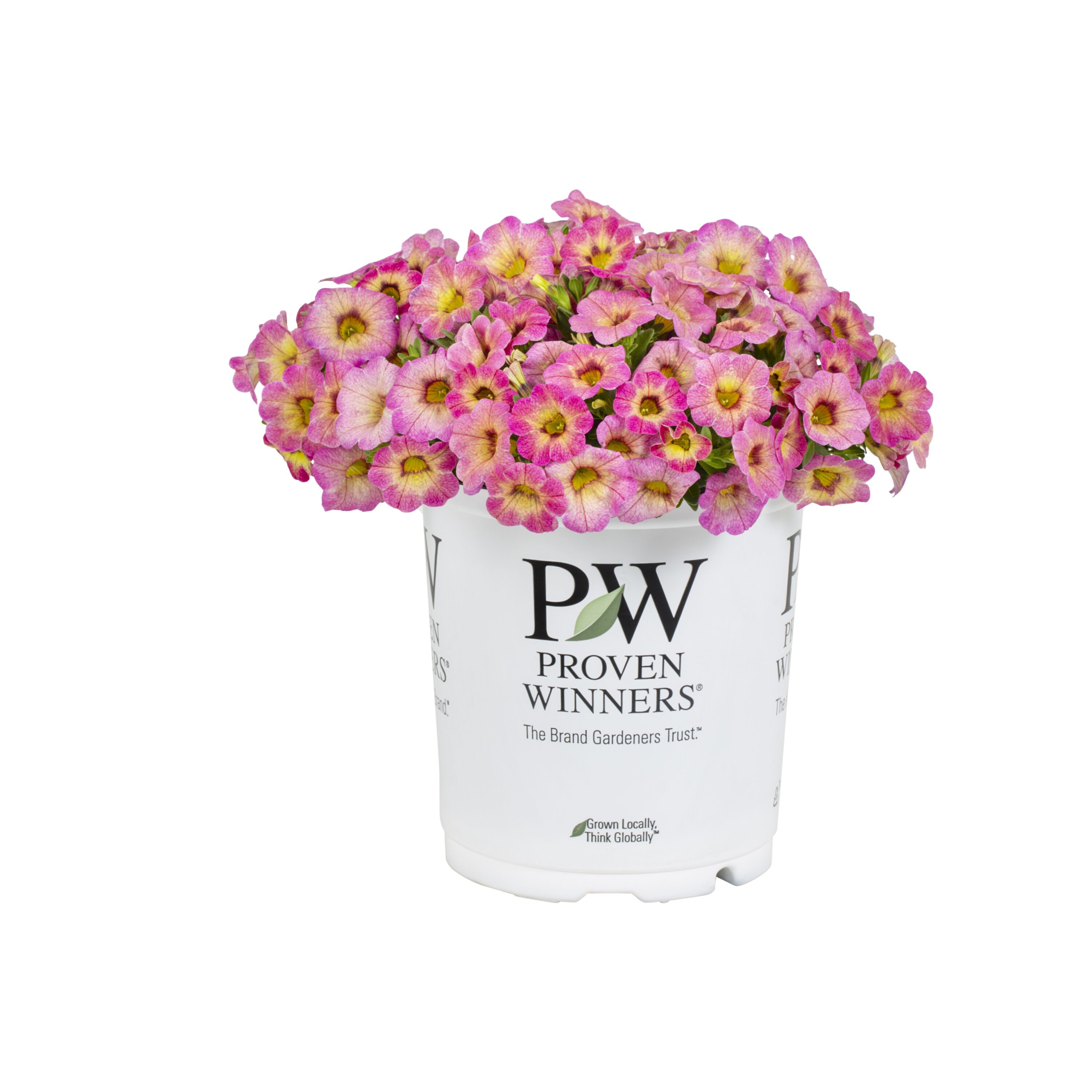 Proven Winners 4787 annuals - View #5