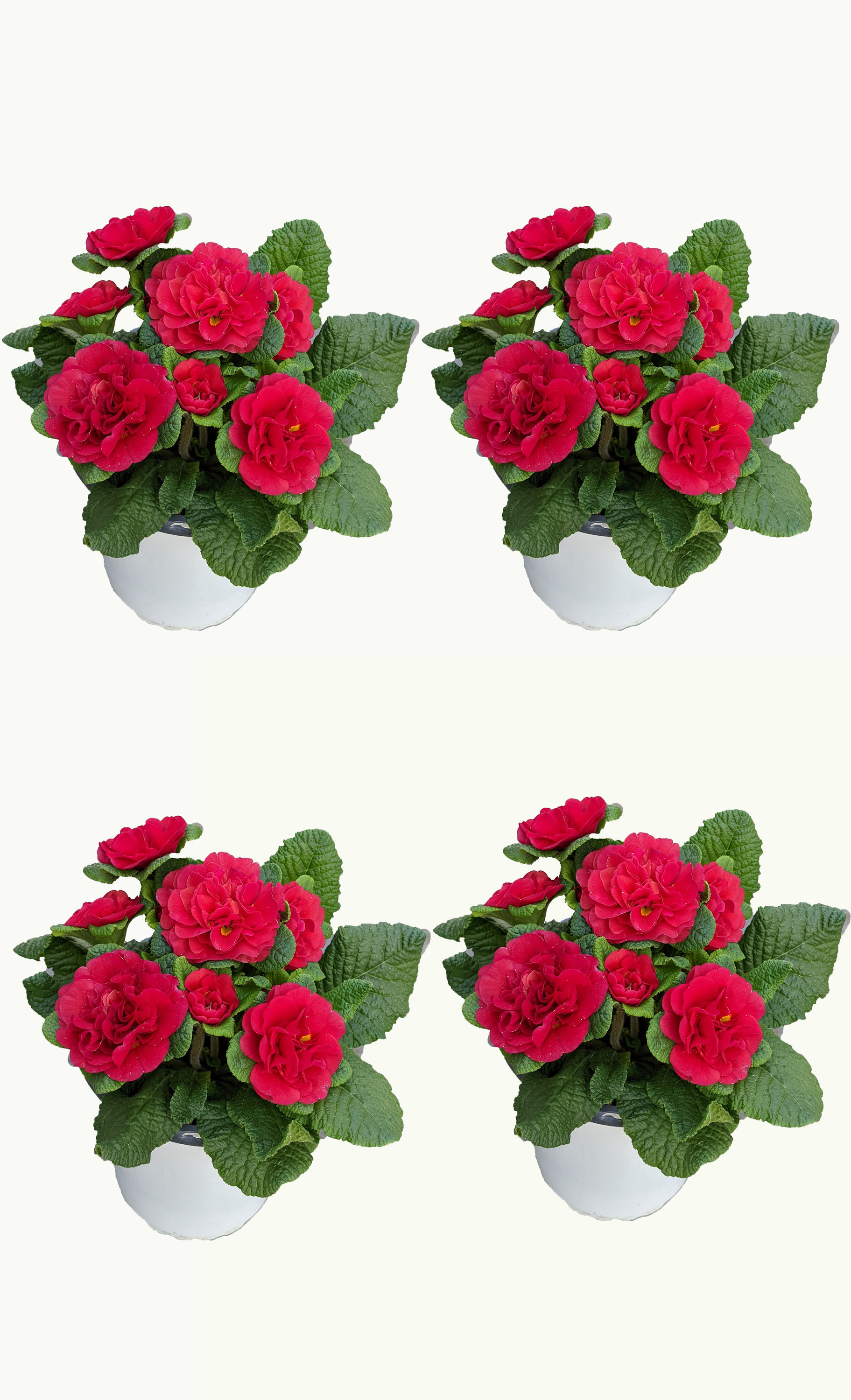  1514 Red Primrose in 1-Quart Pot 4-Pack