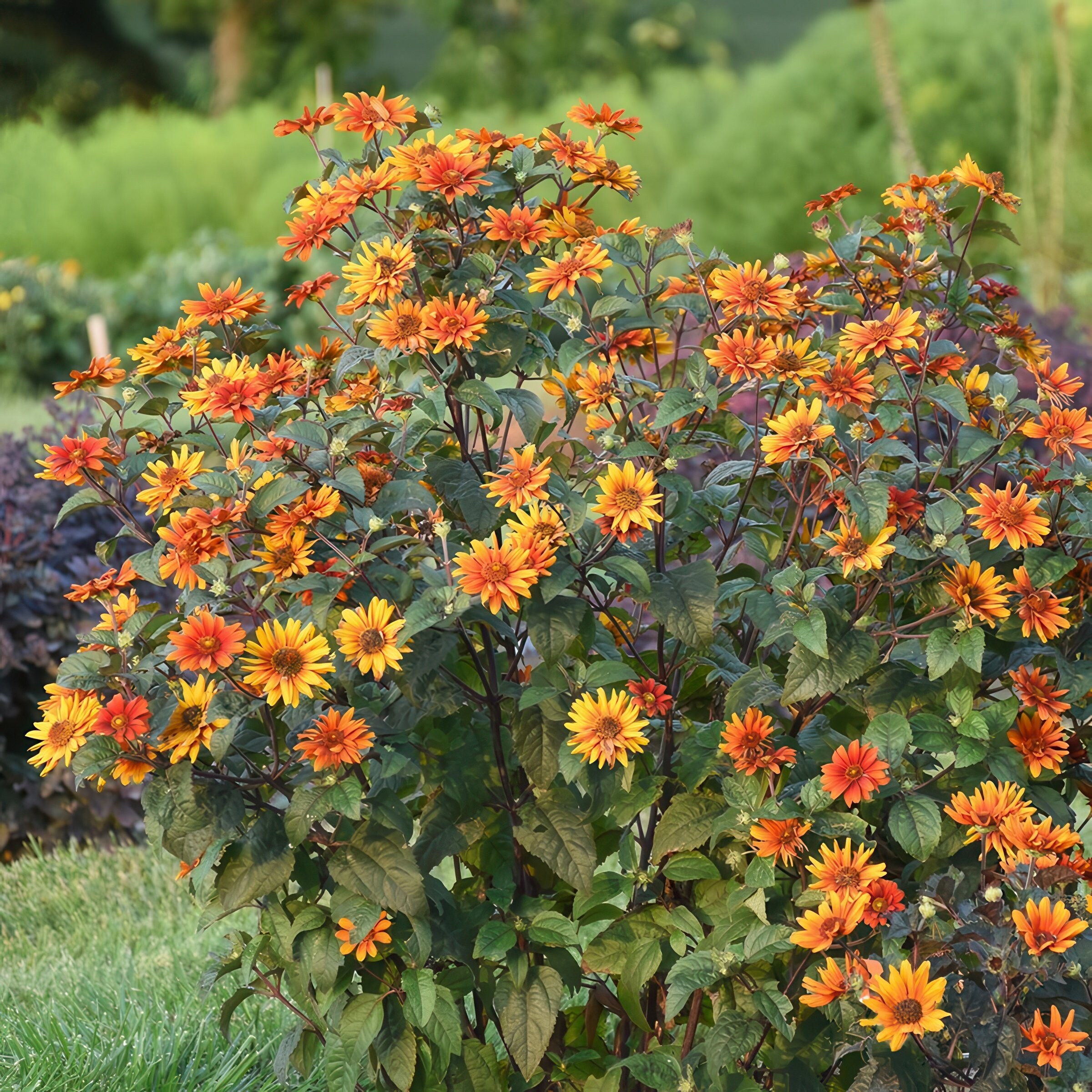 National Plant Network LW1981 perennials - View #4