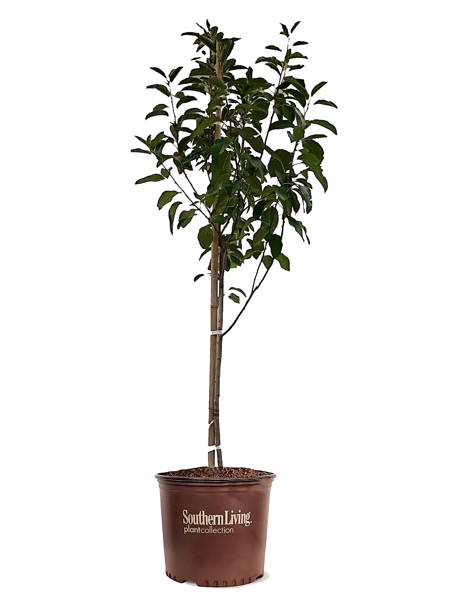 Southern Living APPYLD05GSL 1 Count White Fruit Yellow Delicious Apple In pot (with soil)