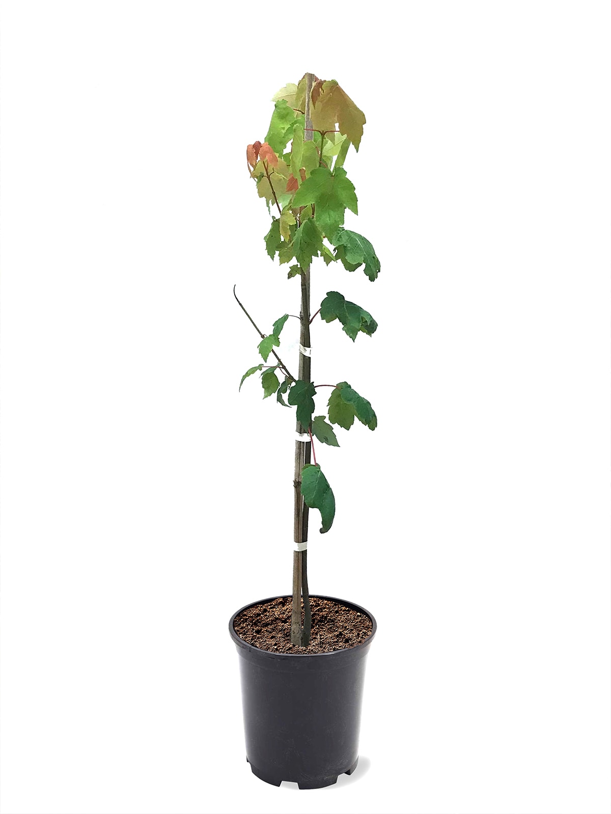 Southern Planters MAPOCT01G 1 -Gallon Shade October Glory Maple In pot (with soil)