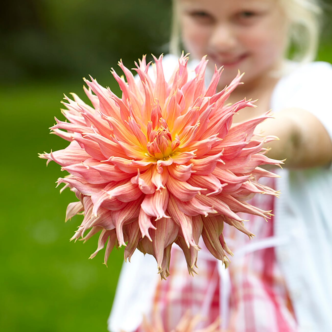 Van Zyverden Multicolor Dahlia Bulbs 5-Count in the Plant Bulbs ...