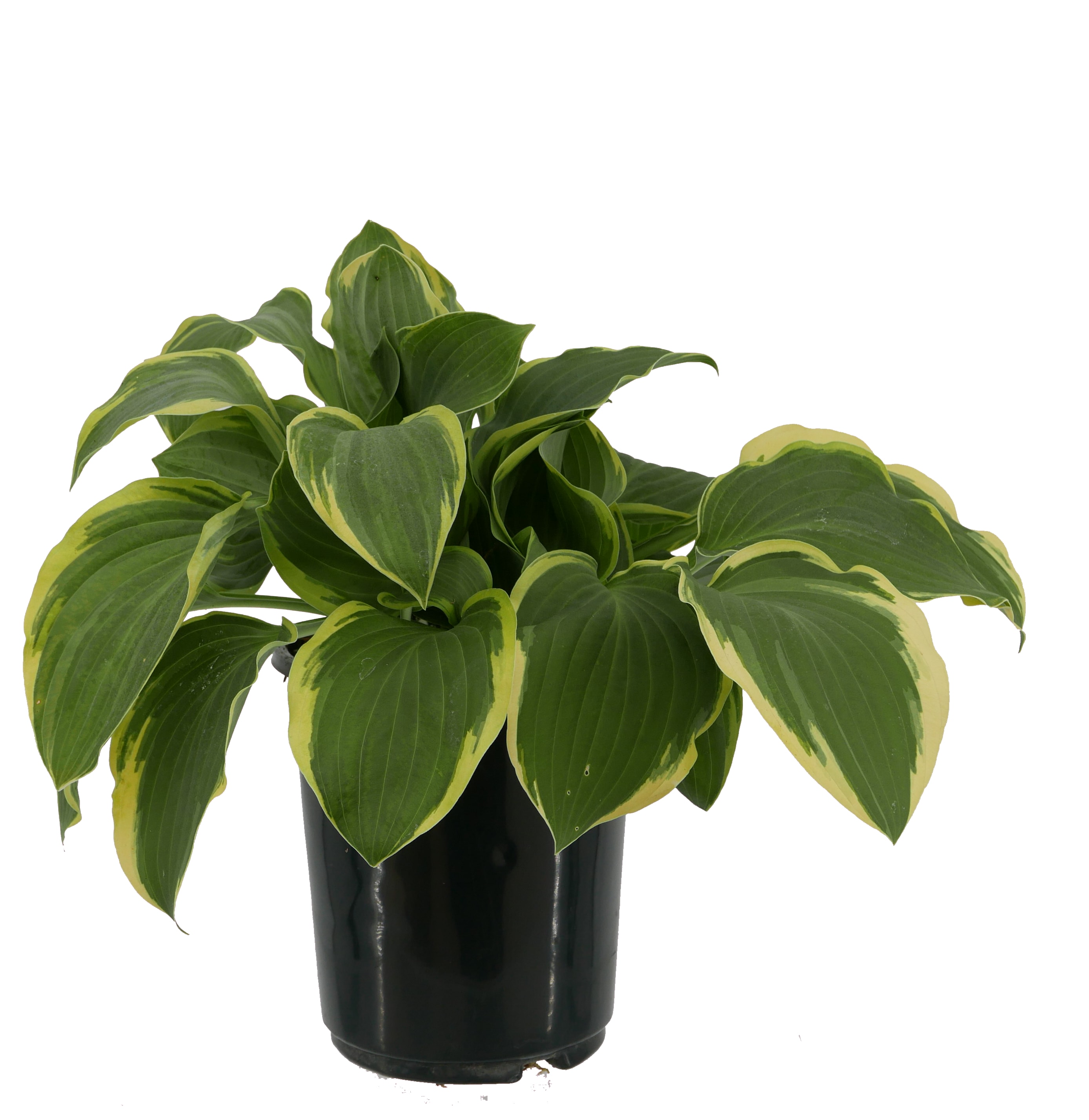 Drought Tolerance Hosta Twilight Plants, Bulbs & Seeds at Lowes.com