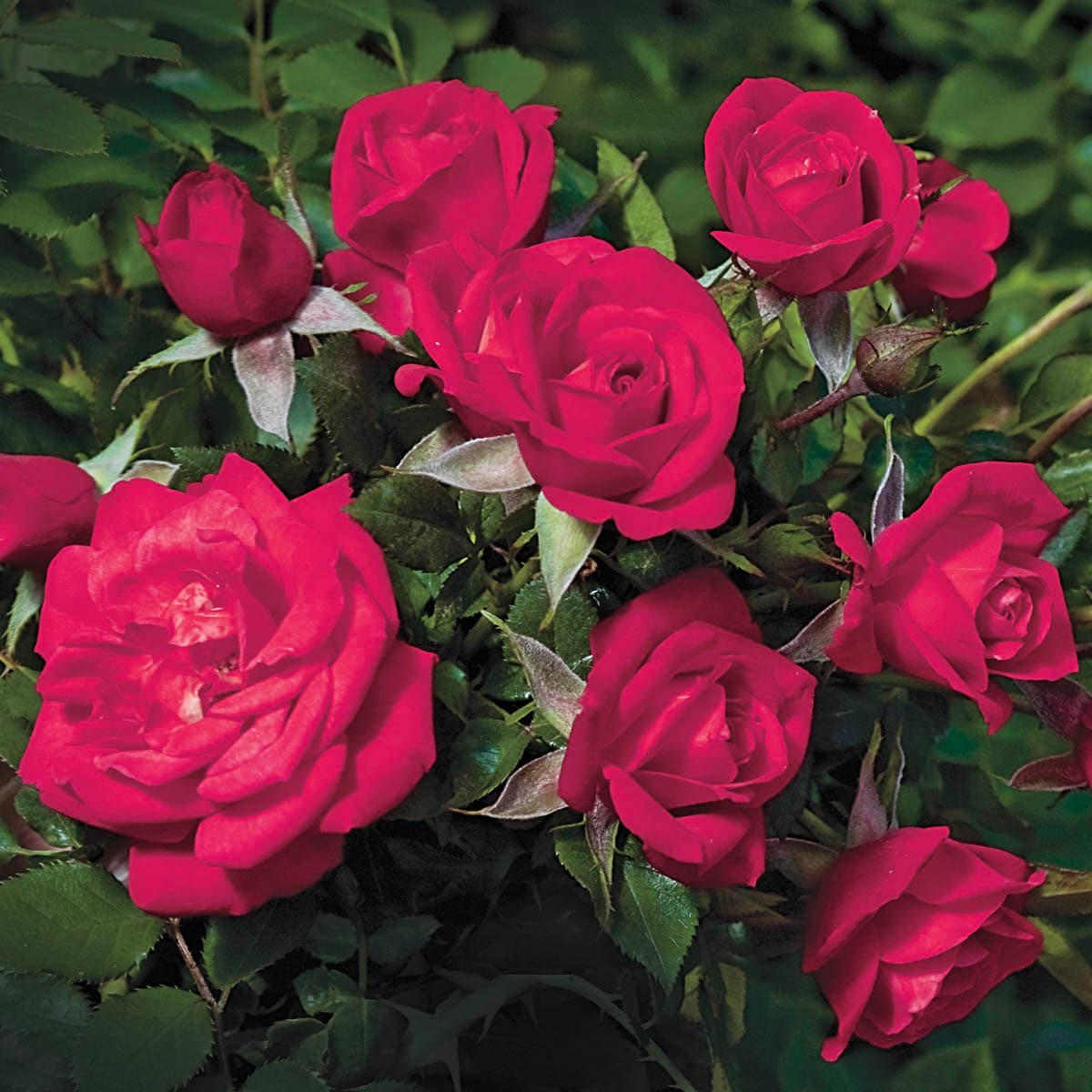 Spring Hill Nurseries 86283 Pink Flowering Be My Baby Miniature Rose 1 -Pack Bare root