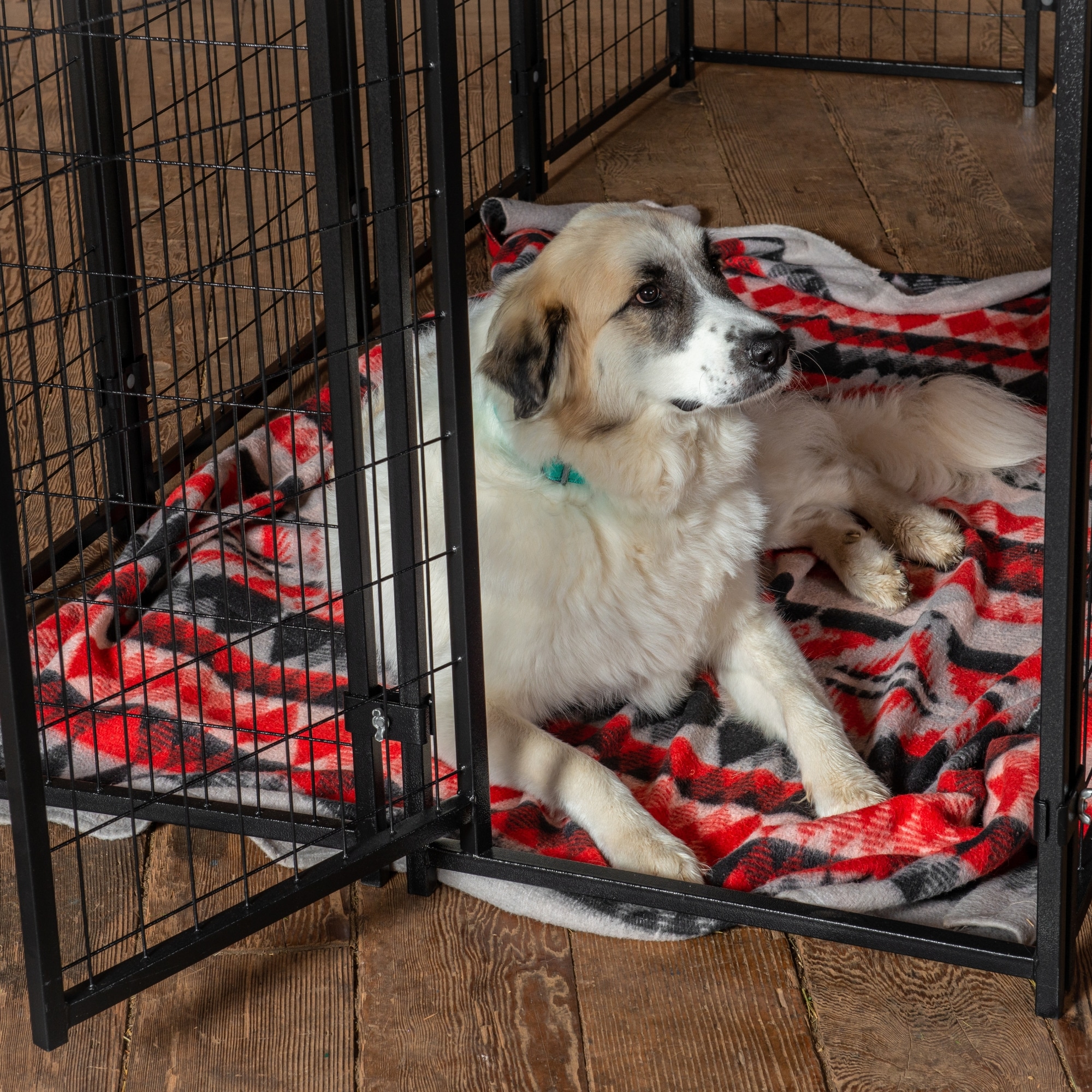 Lucky Dog CL 65151 Pet-Crates-Carriers - View #6