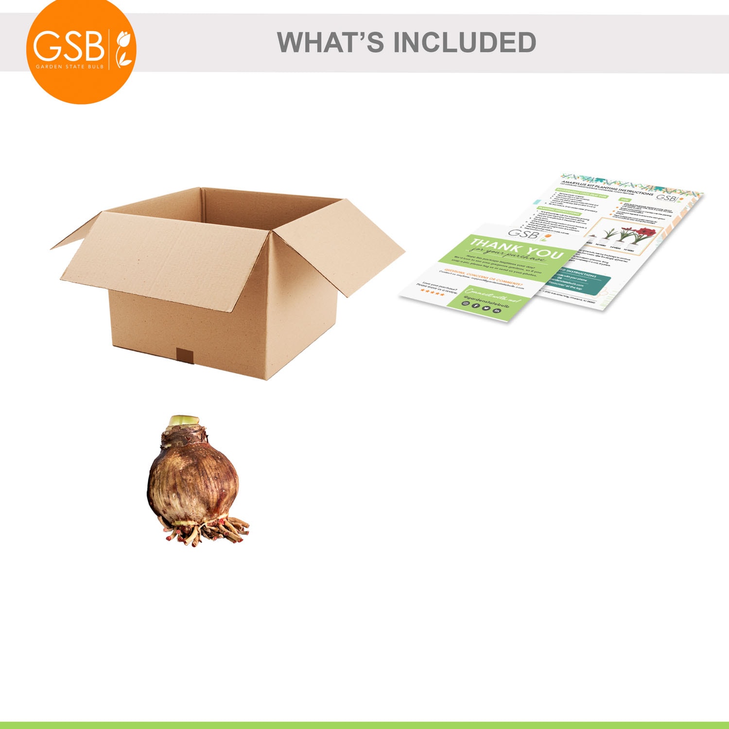 Garden State Bulb ECH-28-01-01 Plant-Bulbs - View #7