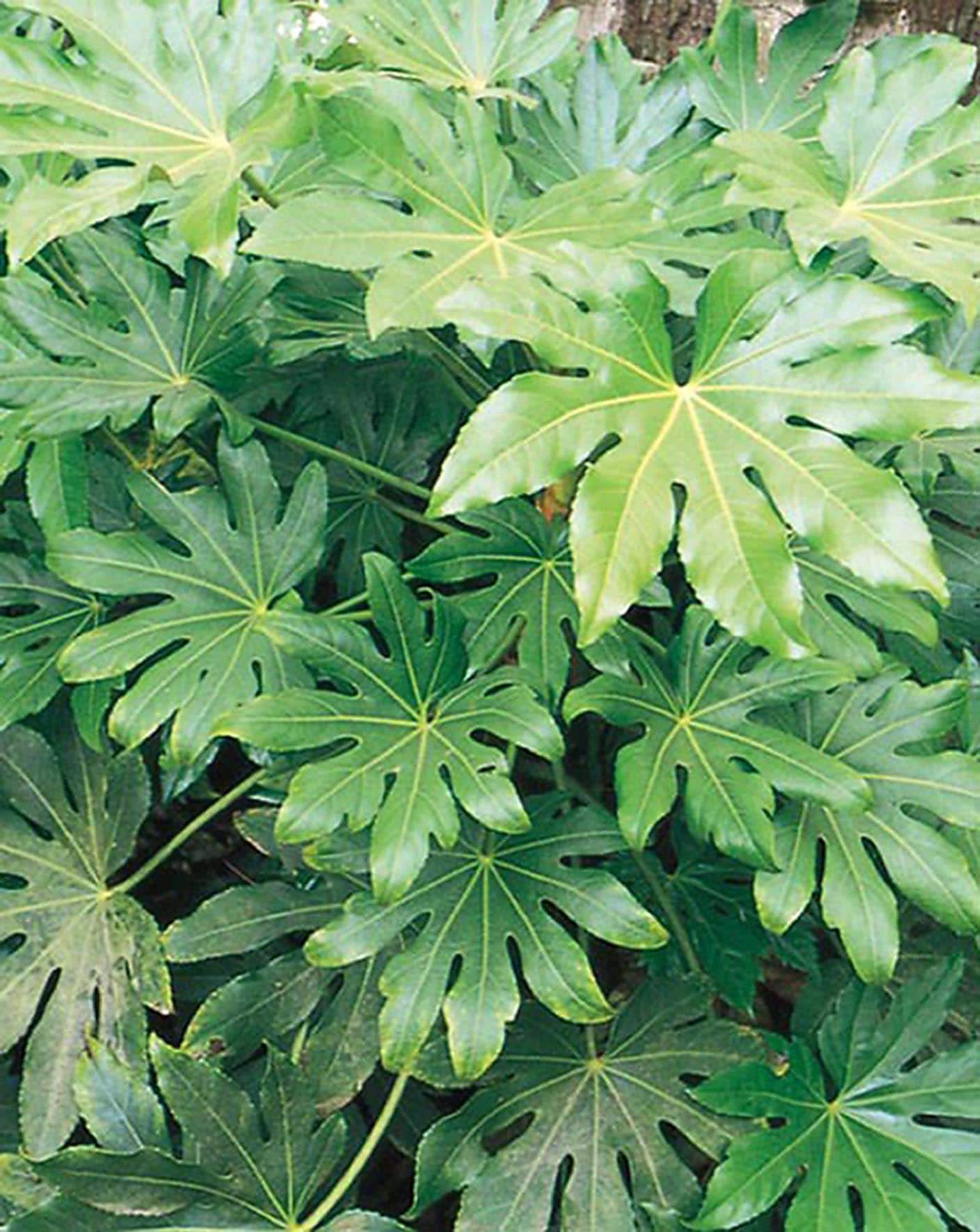 Lowe's NURSERY 2.25-GAL FATSIA JAPONICA ARALIA