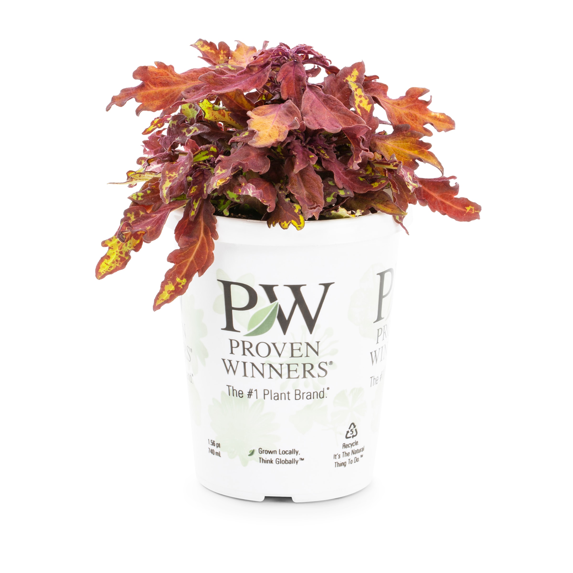 Lowe's NURSERY annuals - View #5