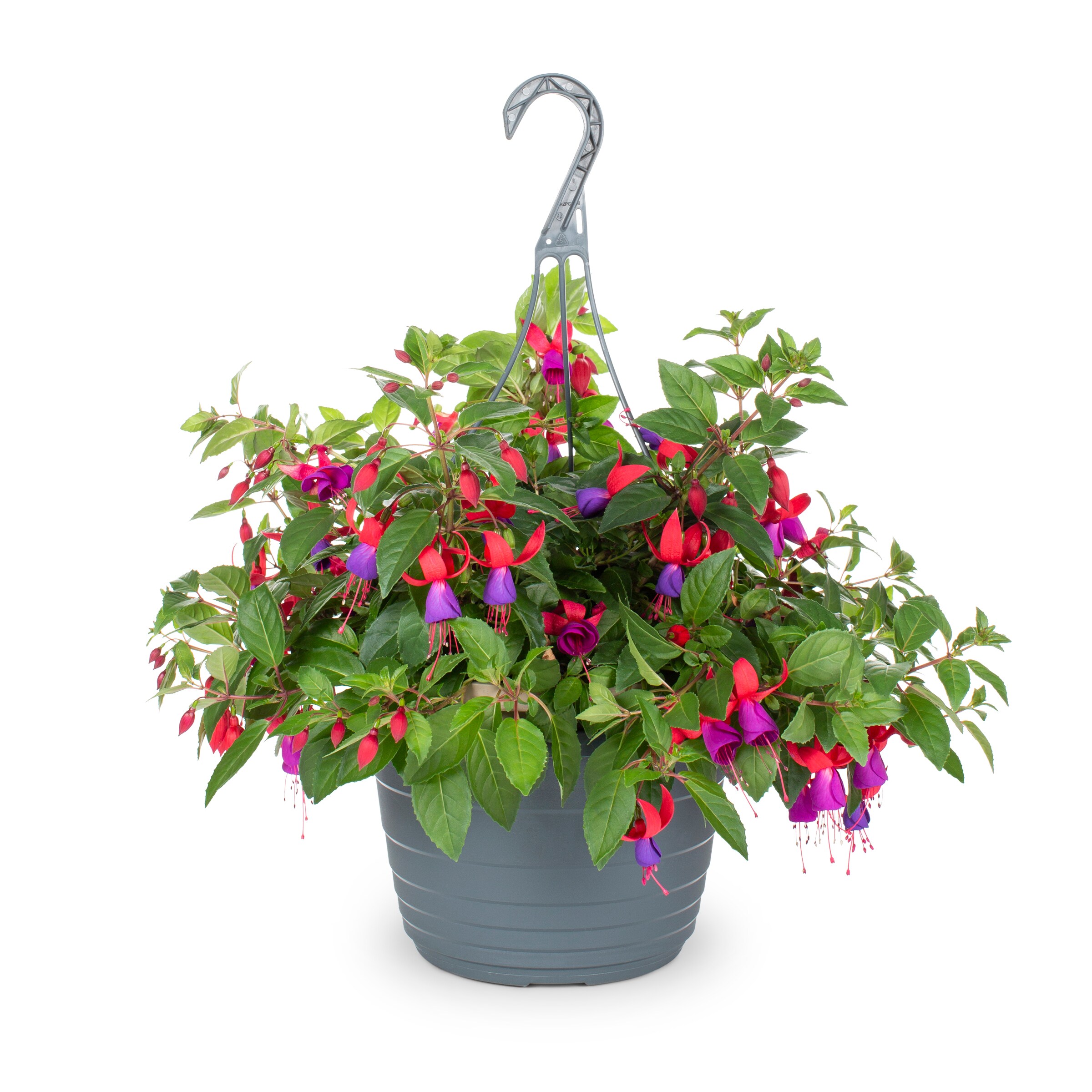 Lowe's Multicolor Fuchsia in 2-Gallon (s) Hanging Basket in the Annuals  department at 