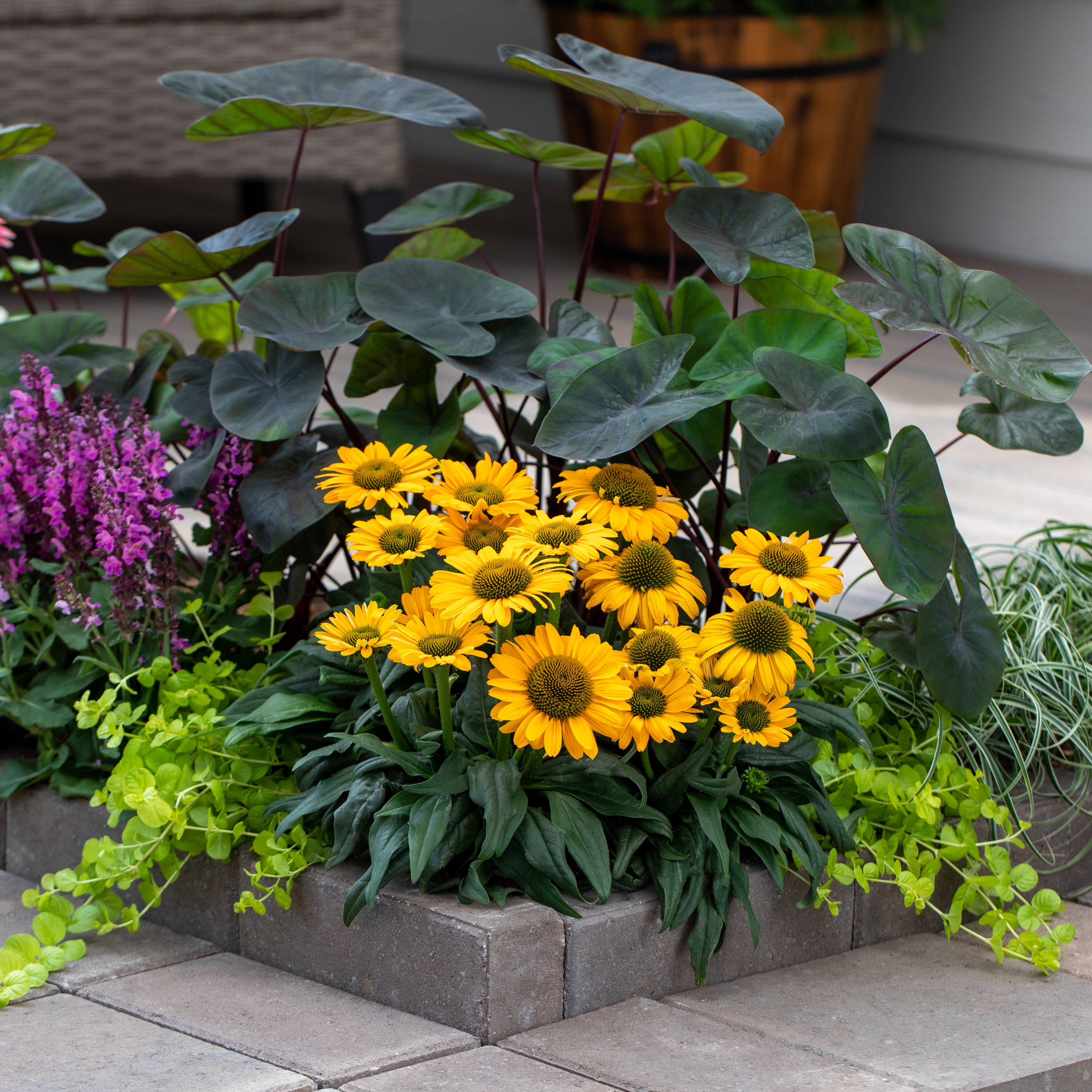 Monrovia 78644 perennials - View #3