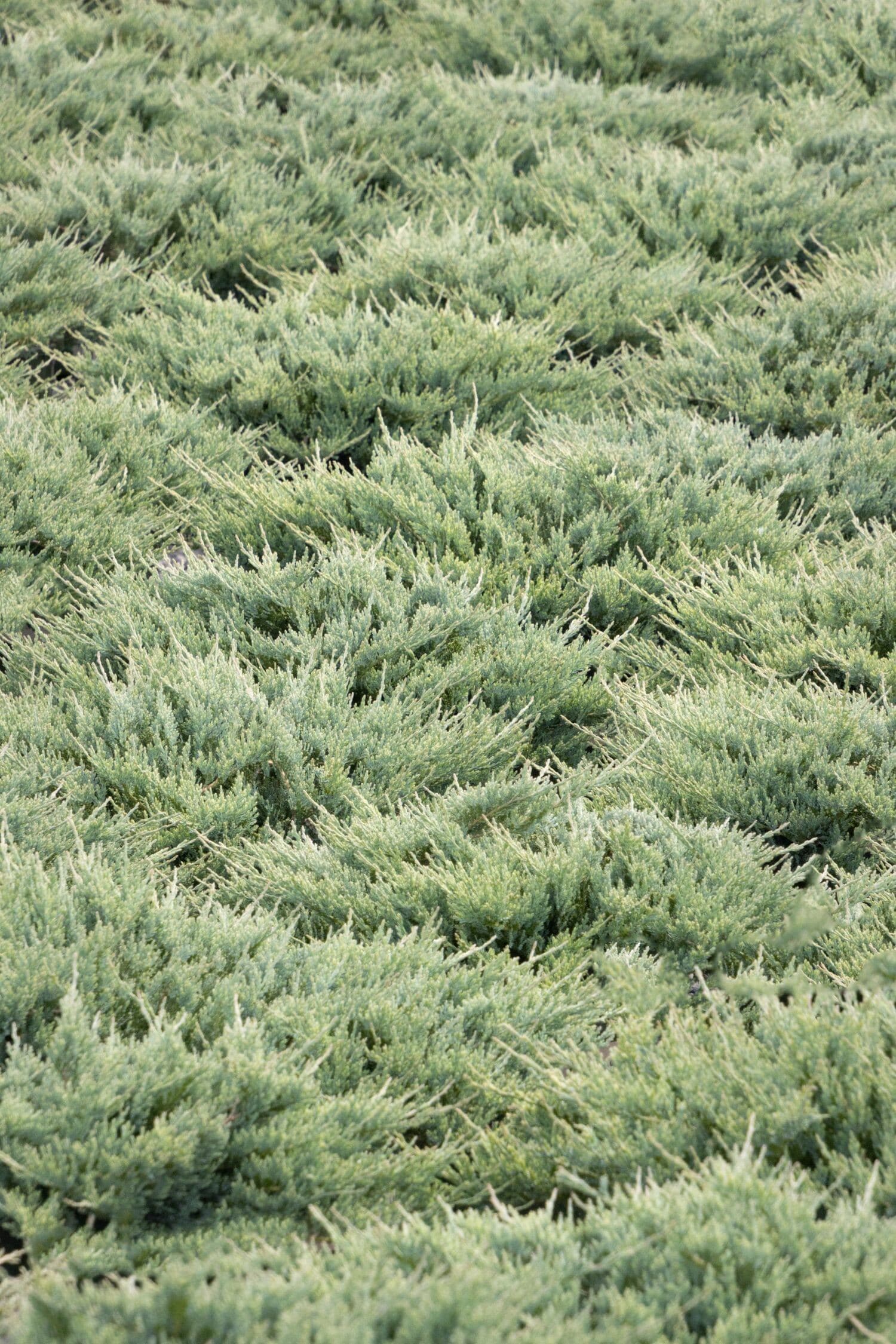 Monrovia Blue Chip Juniper Shrubs at Lowes.com