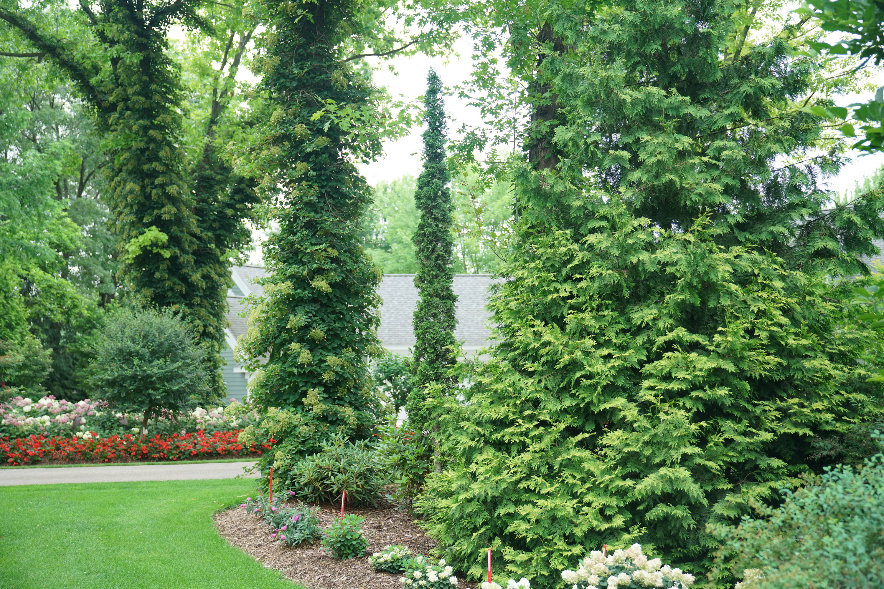 Sting Arborvitae (Thuja) Shrubs at Lowes.com