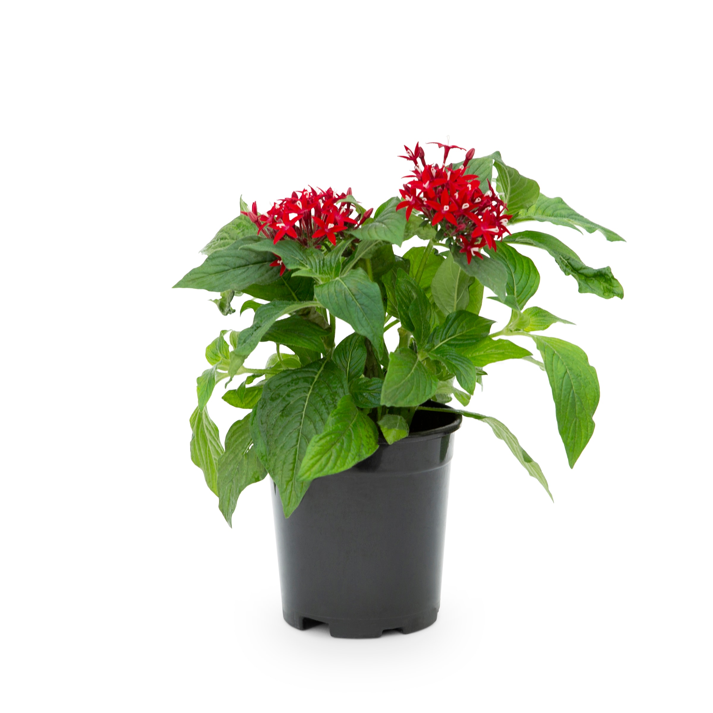 Lowe's 5307315 Multicolor Pentas in 2.5 Quart(s) Pot 1 -Pack