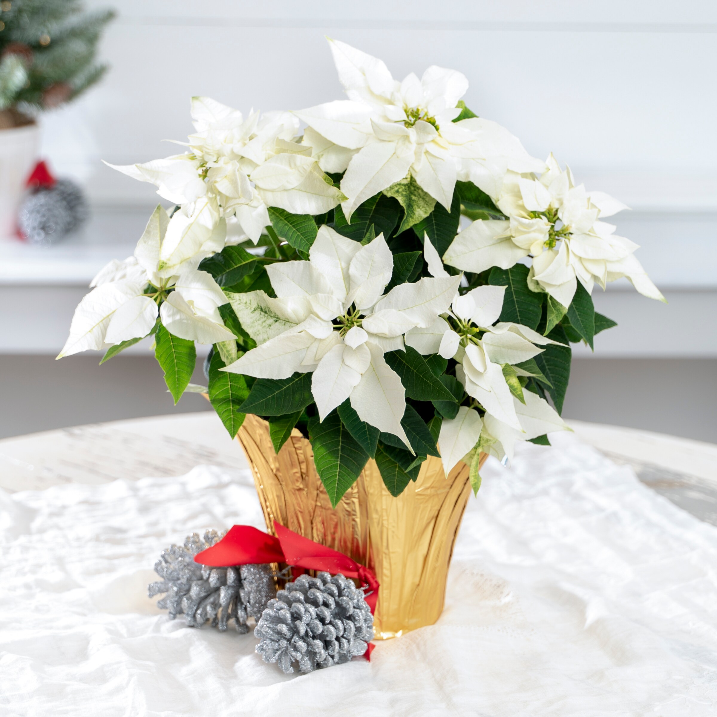 Holiday Living NURSERY Fresh-Cut-Christmas-Decorations - View #3