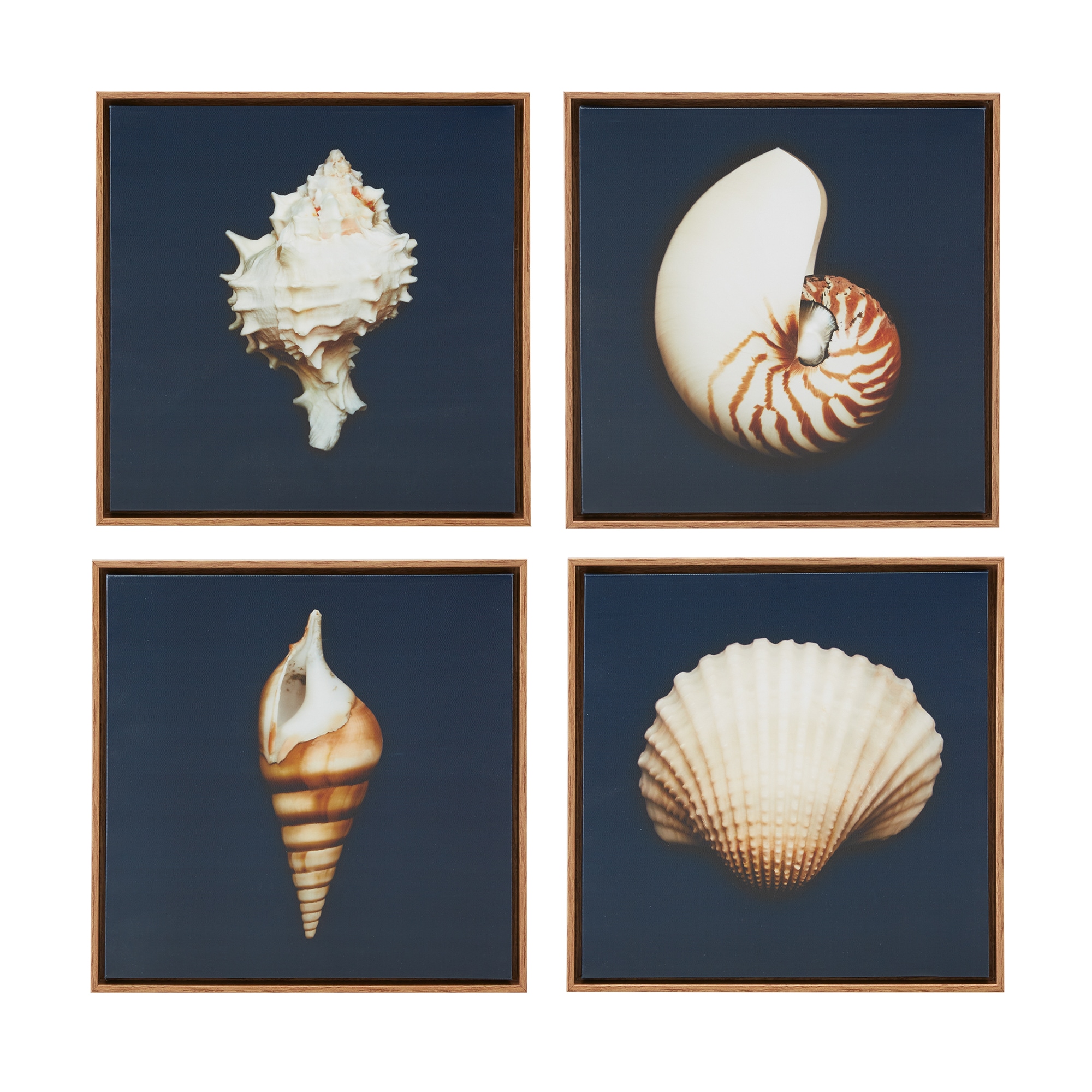 Navy Blue Coastal Seashells Framed Canvas Set of 4