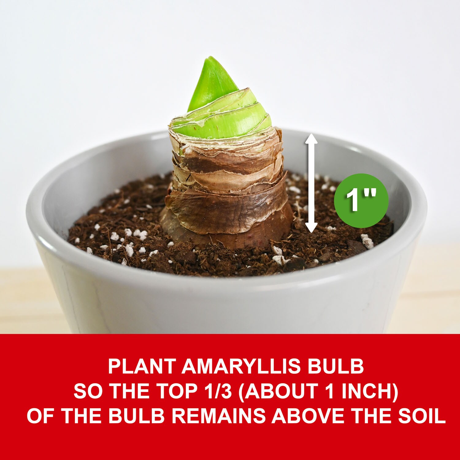 Garden State Bulb ECH-31-03-01 Plant-Bulbs - View #5