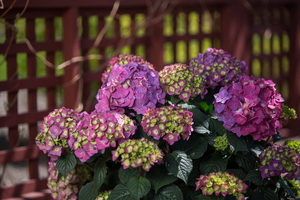 Spring Hill Nurseries 66478 shrubs - View #4