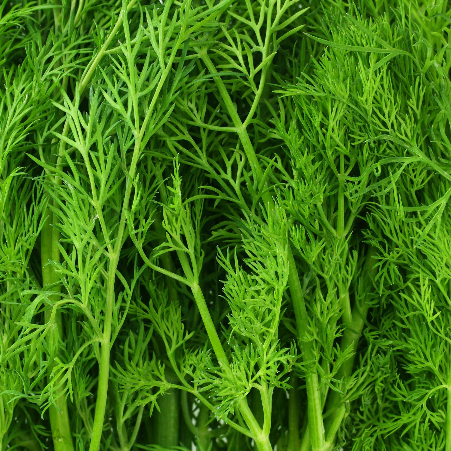Bonnie Plants 203228 Herb-Plants - View #3