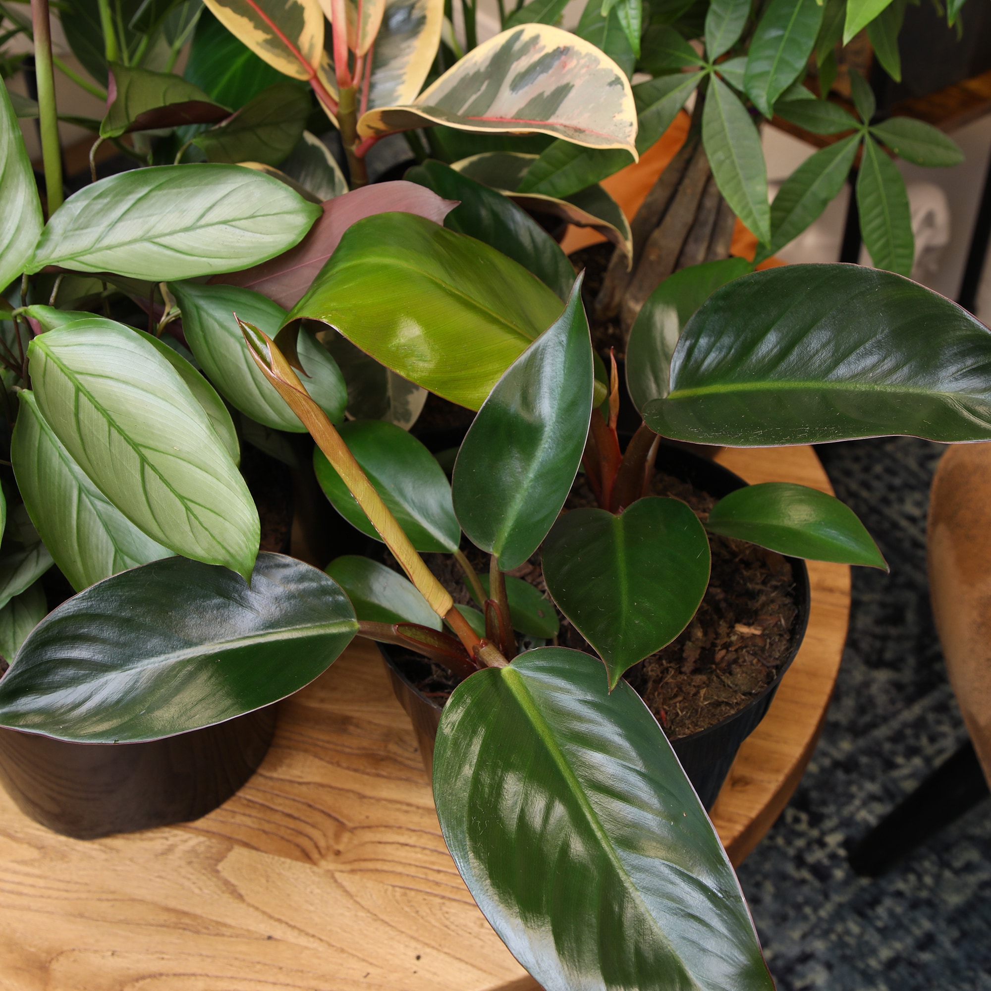 Lowe's 5472175 hseplants - View #4